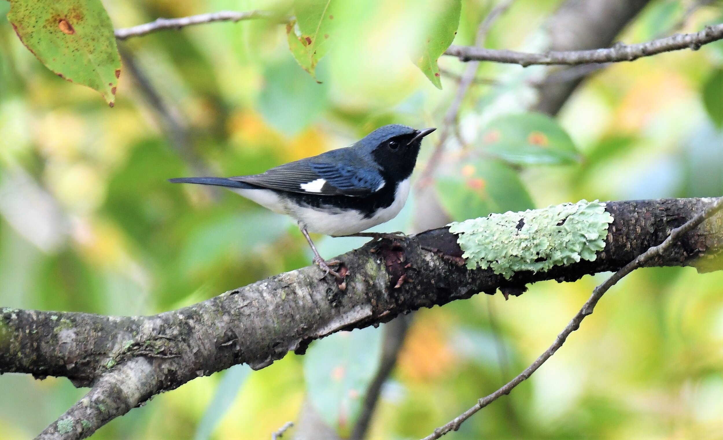 bluebird4.JPG