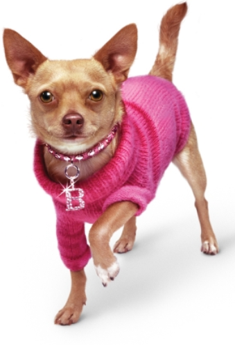 Legally Blonde, Jr. The Musical — Main Stage Community Theatre