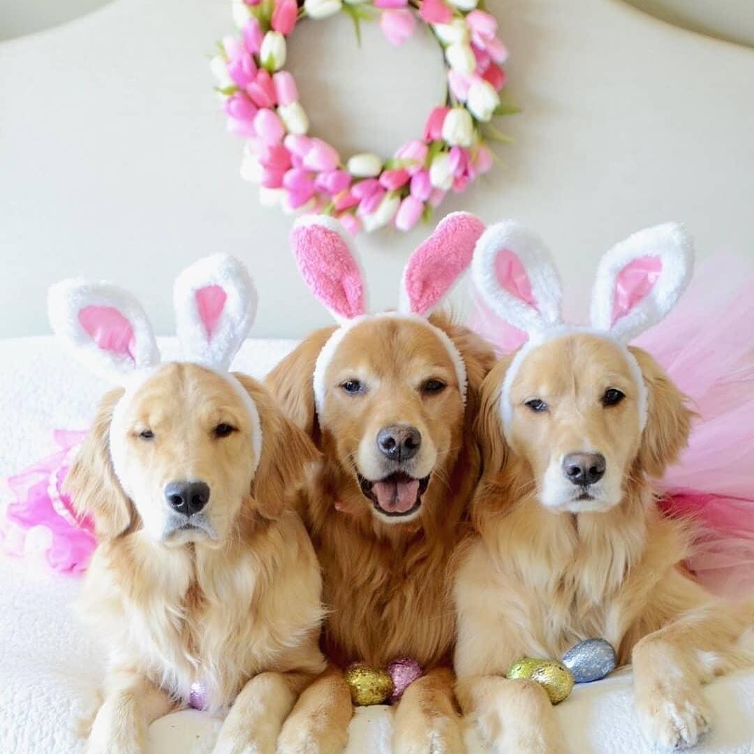 Happy Easter! ⁣
.⁣
.⁣
.⁣
.⁣
.⁣
#easterbasket #easteregghunt #easteregg #easterdecoration #photooftheday #bunny #sunday #love #nature #cute #instagood #easterdecor #easter2020 #beautiful #fashion #easterweekend #spring #family #photography #travel #ea
