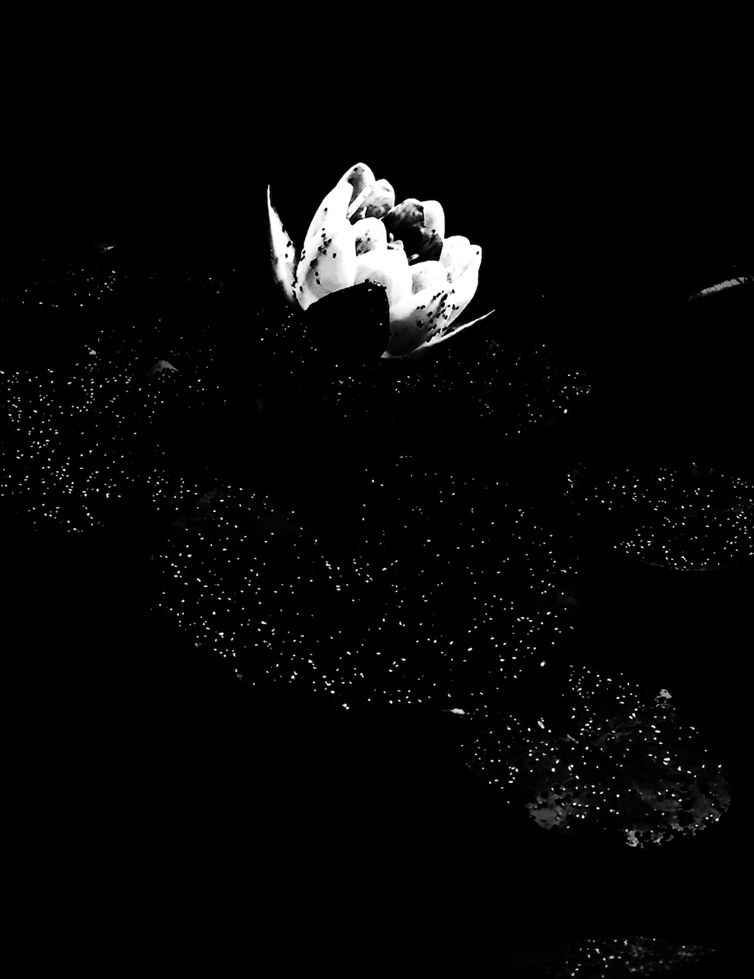 Screen Shot 2021-10-13 at 1.04.16 pm.png