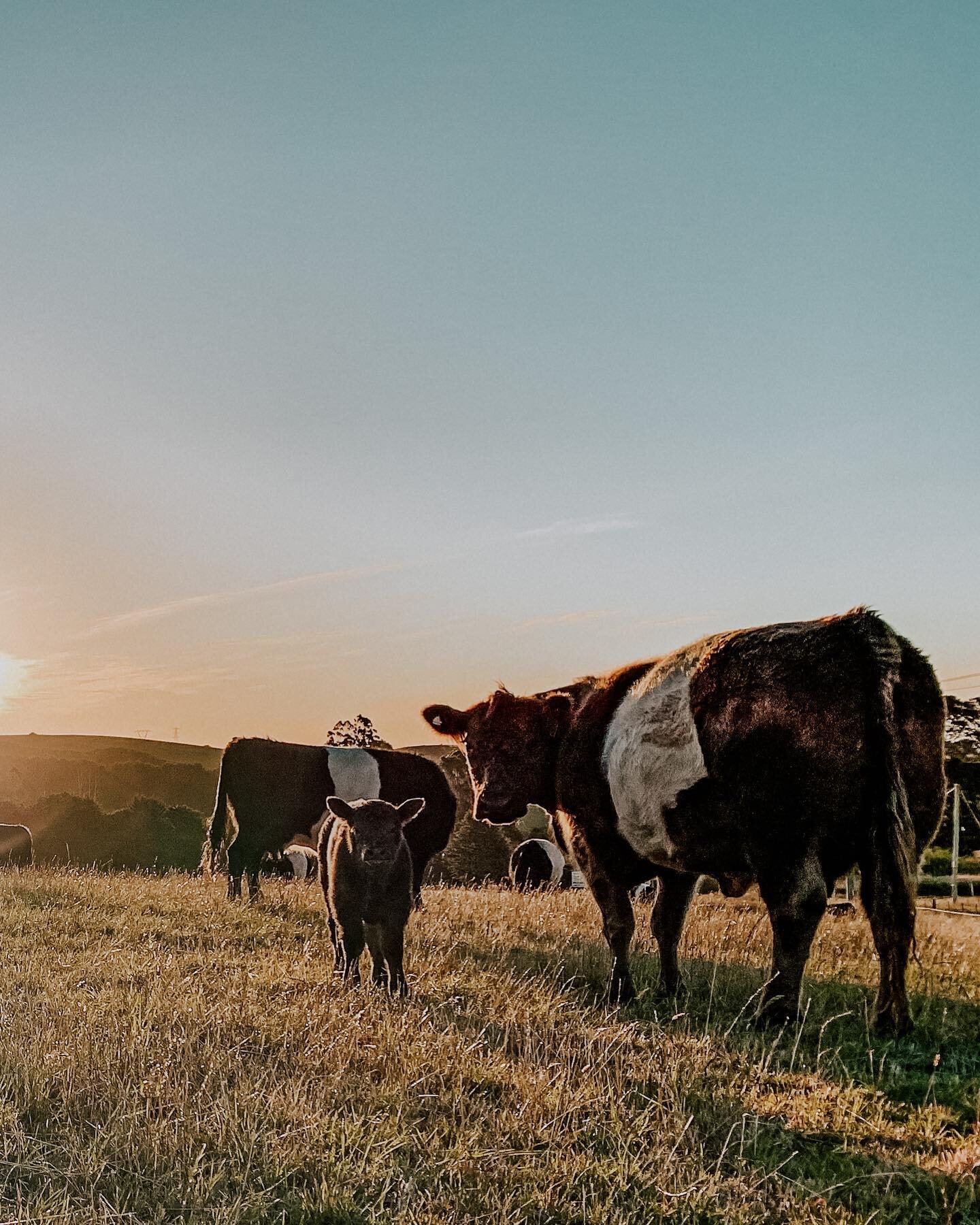 Our livestock are a small but important part of our farming operation. 

They help us by keeping grass and weeds down on the hard to reach parts of the farm. We also turn them out to graze on land that is resting between cropping cycles, supporting a