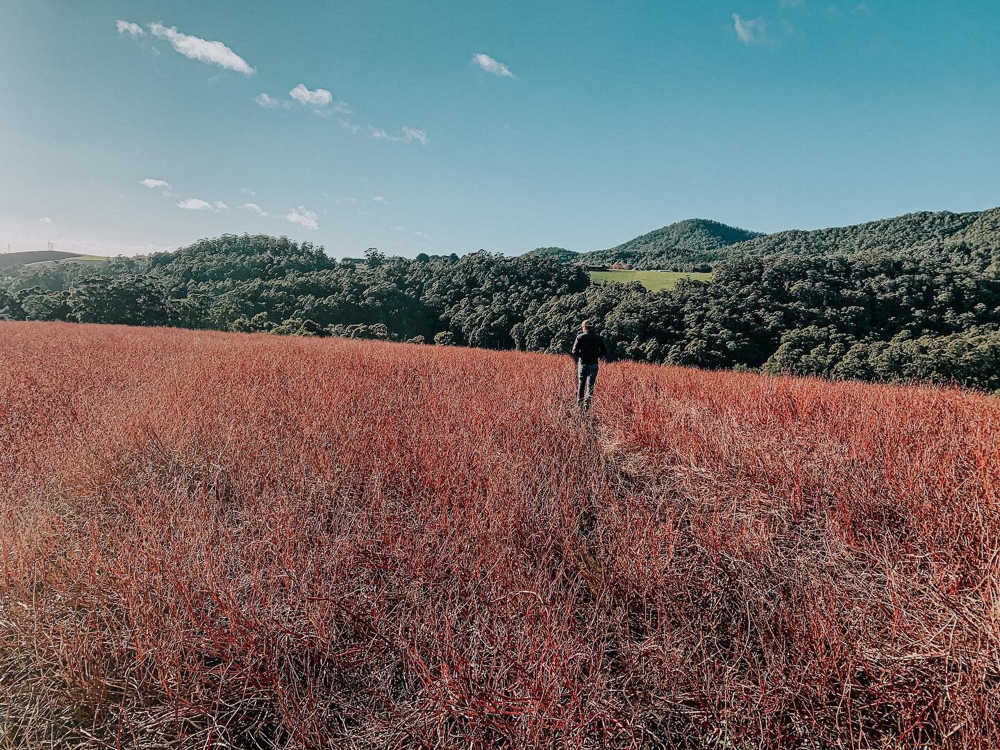 Crop walks in the ruby buckwheat