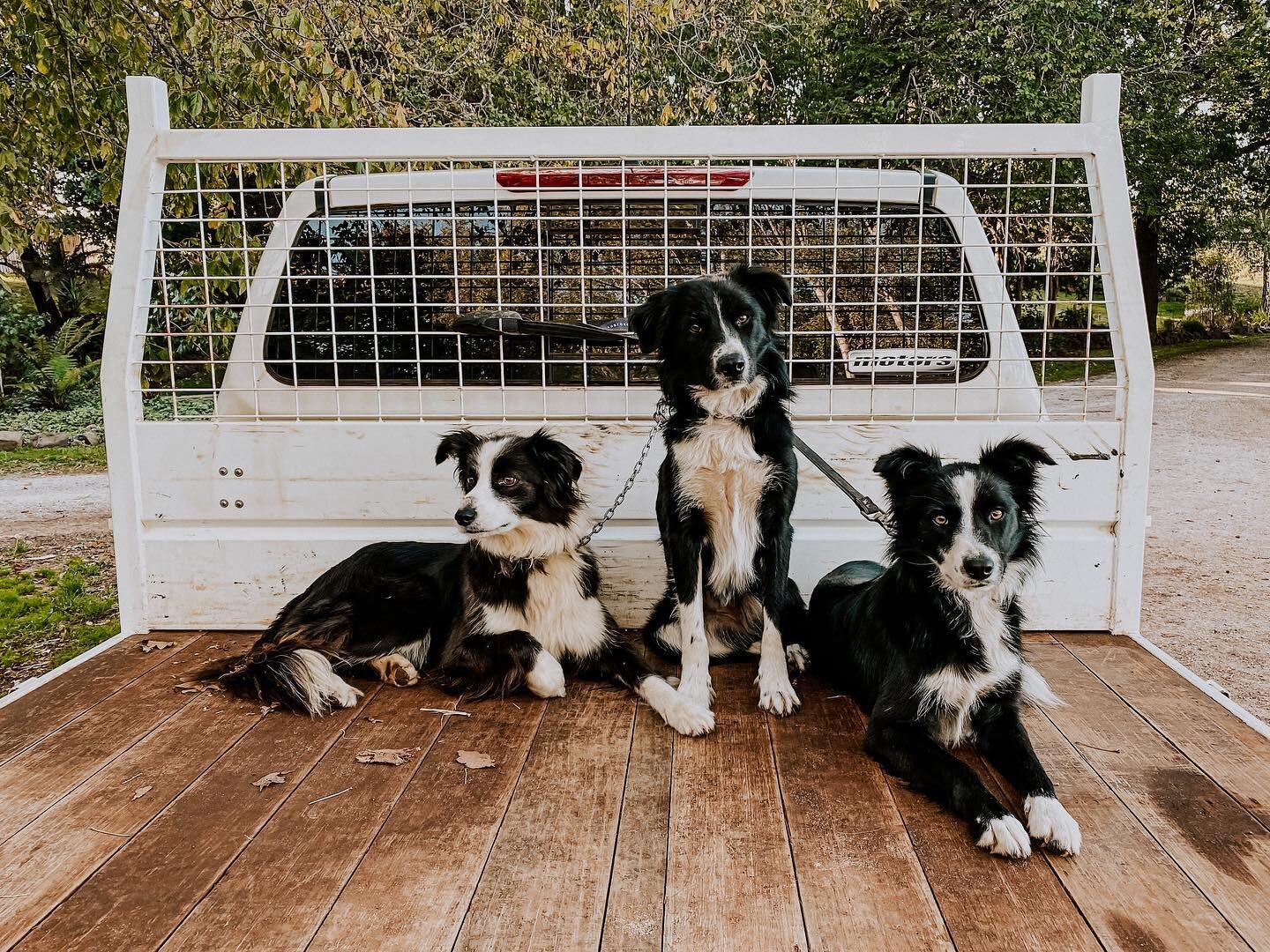 The wolf pack 🐕 

Lucy, Maggie and Molly are off to do some work (by work we mean chase waves at the beach) 🌊