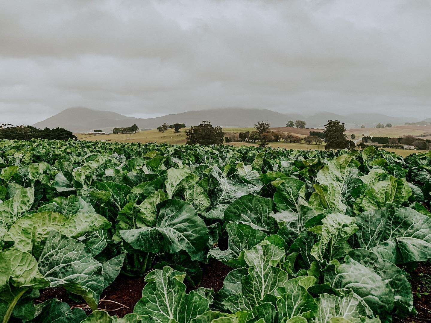 A moody morning on the farm after a weekend of rain 🌧 

The past few weeks have seen the team lending a hand to the cauliflower harvest. It&rsquo;s demanding, muddy work at this time of year, with wet-weathers and gumboots a necessity. 

These cauli