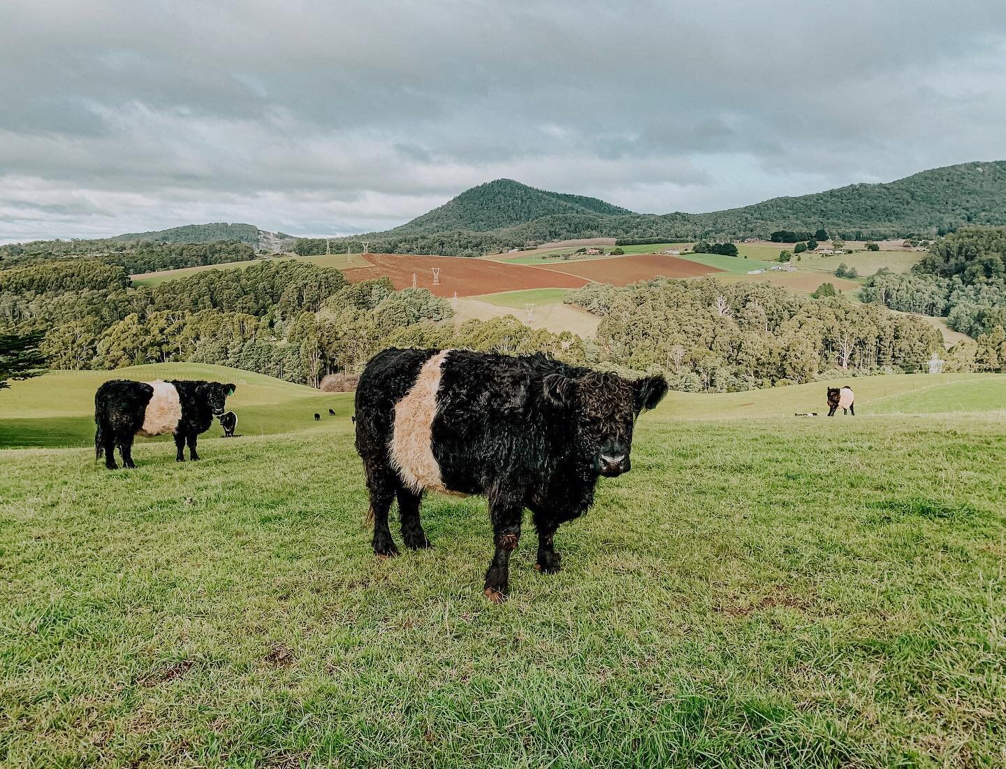 The Belted Galloway ladies looking particularly picturesque&hellip;

The cows and calves - which are now almost six months old - get oh so excited by the arrival of the SxS and the prospect of greener grass in the next paddock!