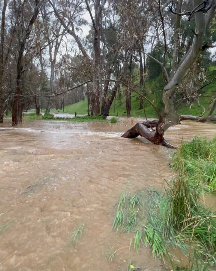 FLOODY HELL 💦☔️😱 Absolutely wild conditions in Mandurang with over 100mm of rain (two months worth) in 24 hours!

Sheepwash Creek (which we&rsquo;ve only ever seen flow three times) burst it&rsquo;s banks and flooded the entire paddock. Fortunately