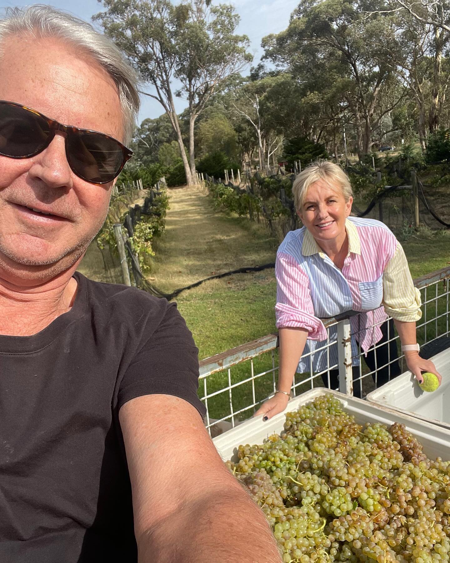 Vermentino Harvest 2023 - What a grape day! We can&rsquo;t wait to share the final product with you soon! 🍇🍷☀️