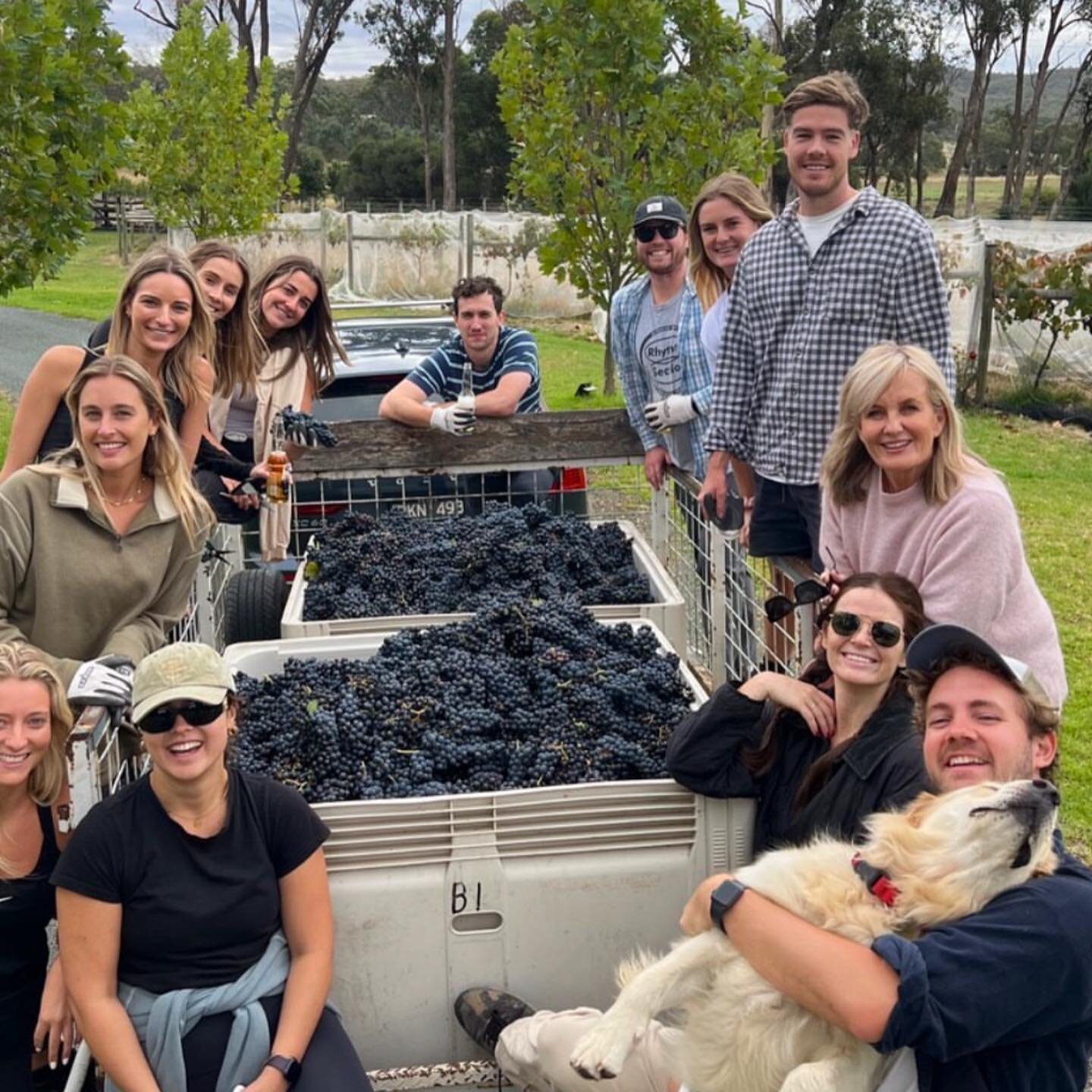 Harvest 2023 done and dusted! A bumper crop of Tempranillo &amp; Vermentino, and all hands on deck with a great crew helping us pick the grapes over recent weeks. Can&rsquo;t wait to share the fruits of our labour with you all soon! 🍇🍷🎉
