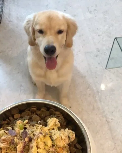 Ponyo on his first week of transition ✨ 

#pawsomepalatesg #pawsomepalate #humangrade #dogmealprep #freshfooddeliveredtoyourdoor #dogofinstagram #singaporedogs #sgdogs #goldenretrieverpuppies #goldenretrieversg