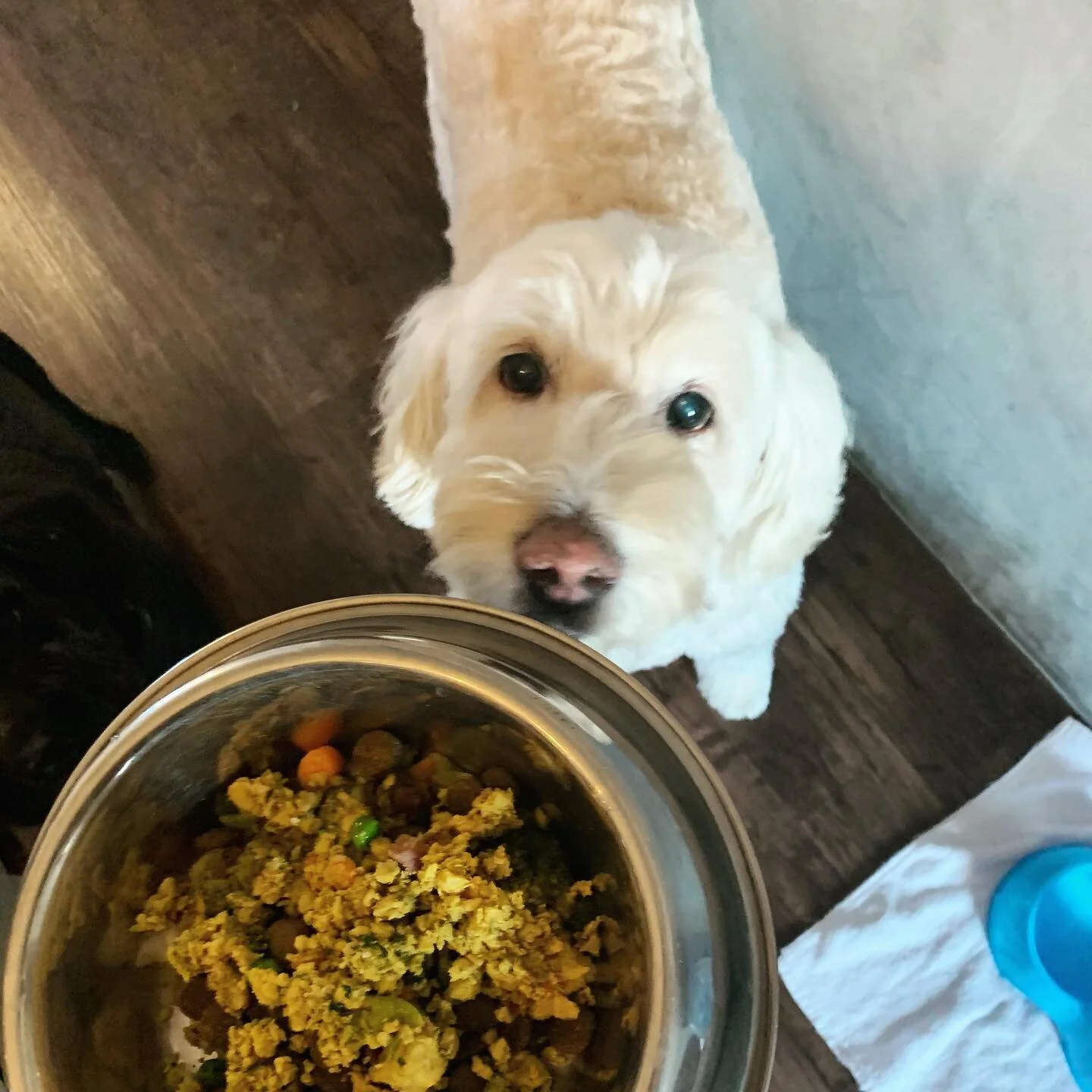 Raise your paws if you are excited for pawsome deliveries this week? 🦴 
@doudou_kdy trying out pork flavour this week! 

#pawsomepalate