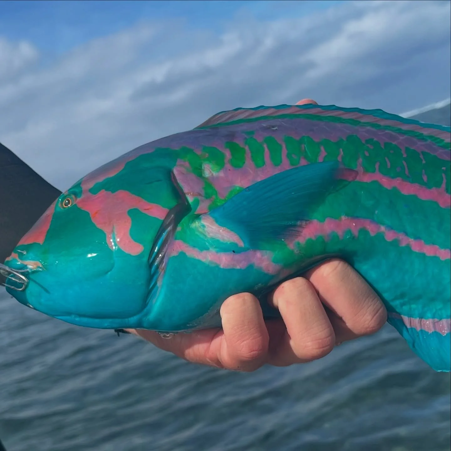 4 spots available, 3 day charter to the abrolhos. 
Friday 1st August till Sunday 3rd August
Competitive last minute rates. 
Call Reece 0429647286 to enquire.

Check the last slide, Flappy the freindly seal wanted the boys mackerel a little to much th