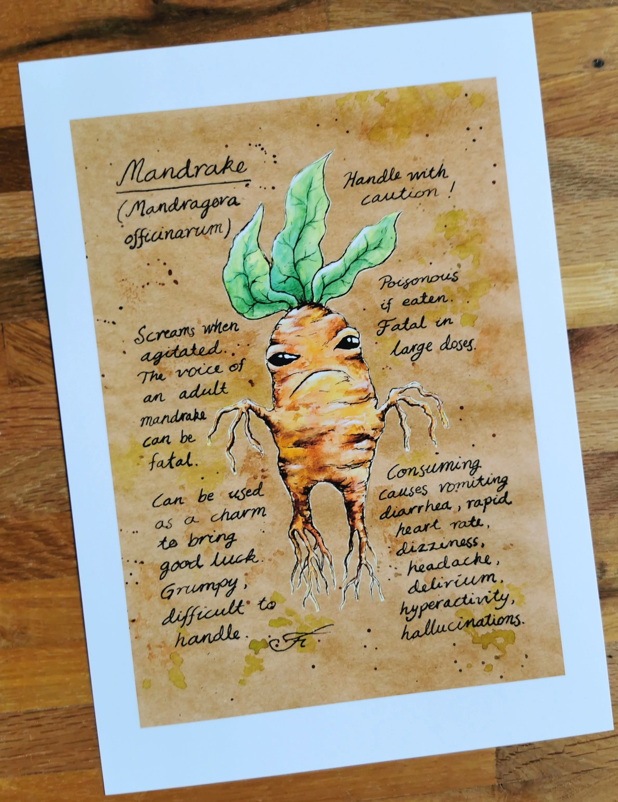 mandrakemanuscript.jpg