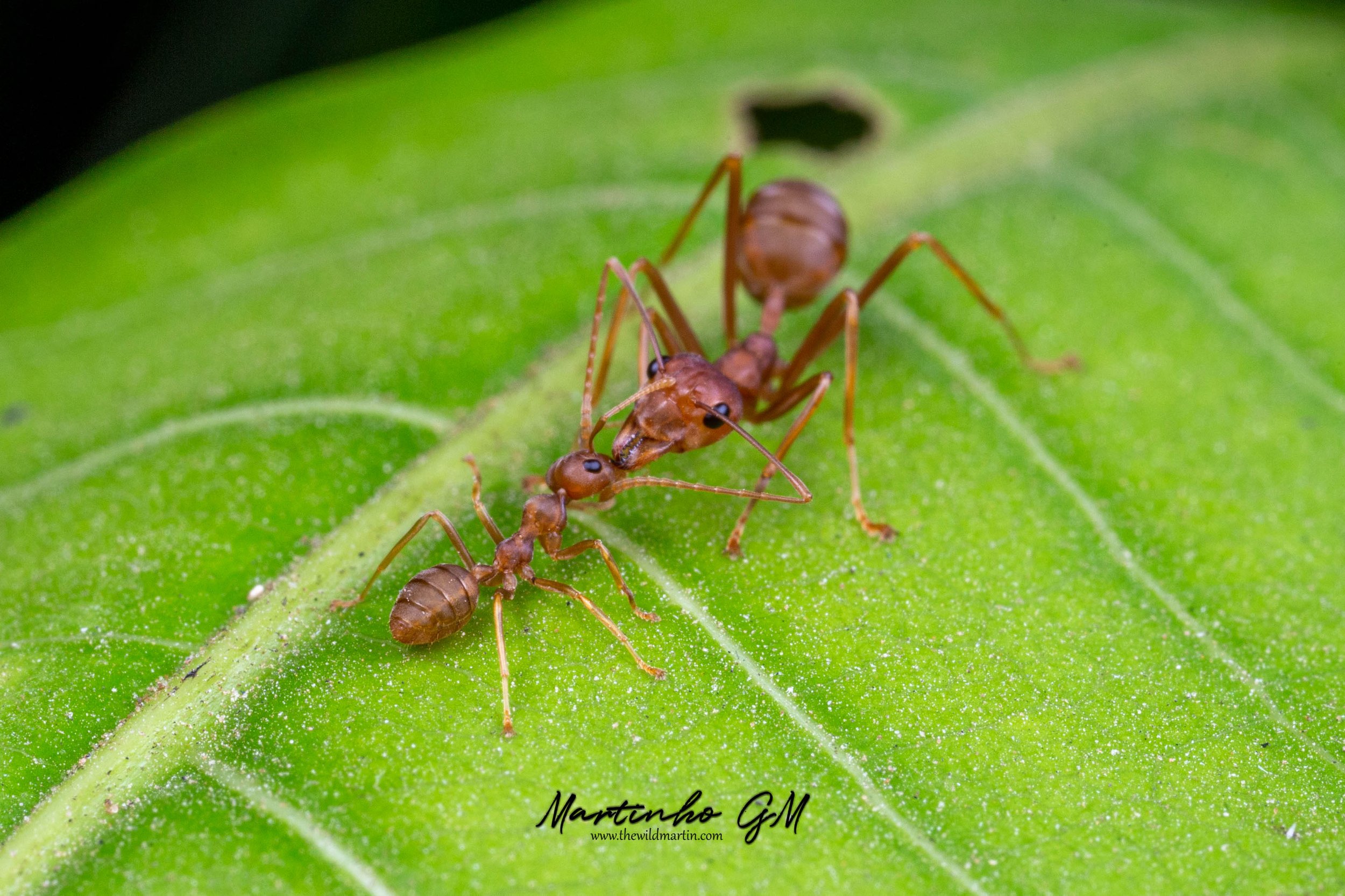 Oecophylla smaragdina workers tending for each other
