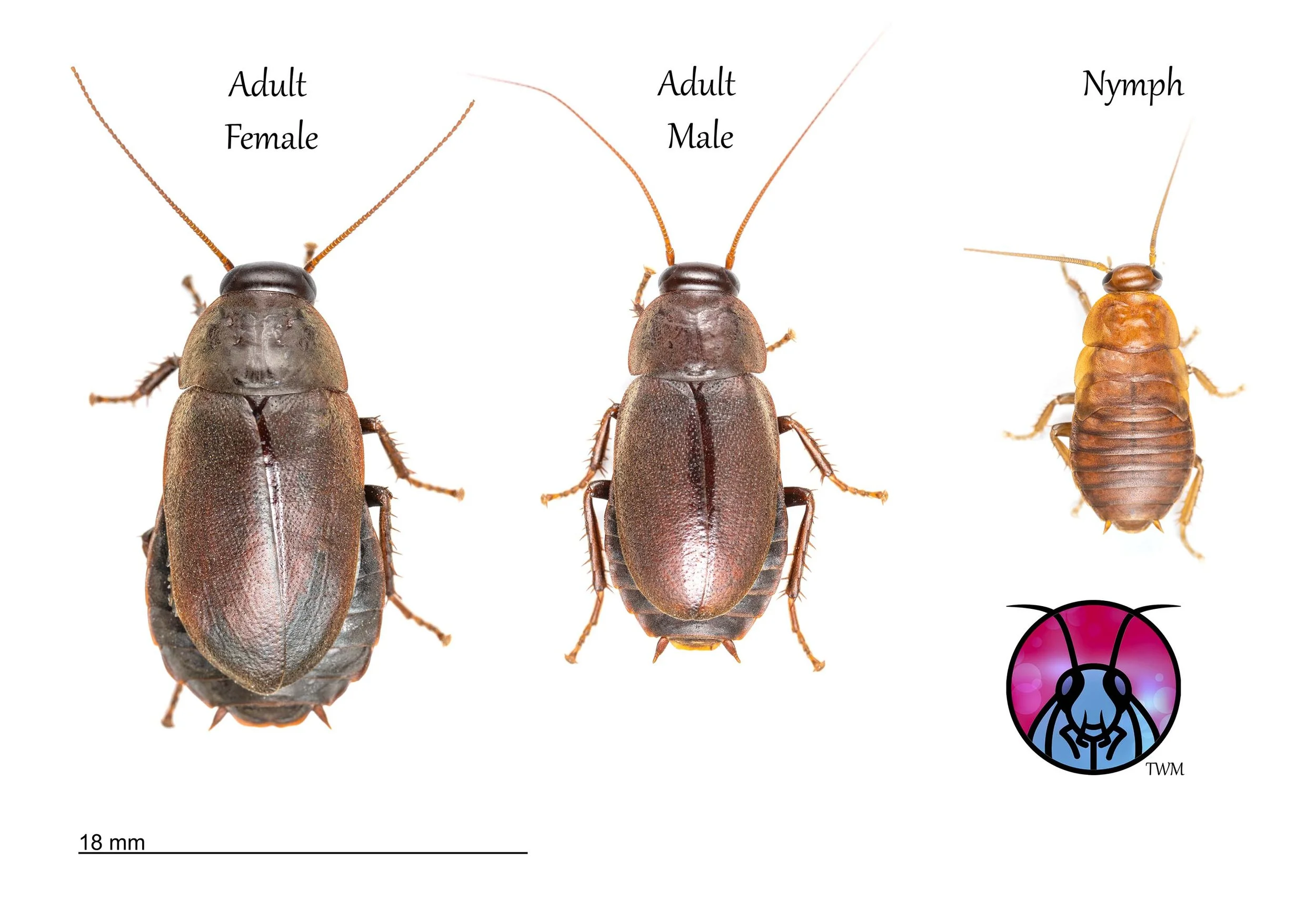 Diploptera elliptica - An Unexpected Beetle Roach Apears ! — The