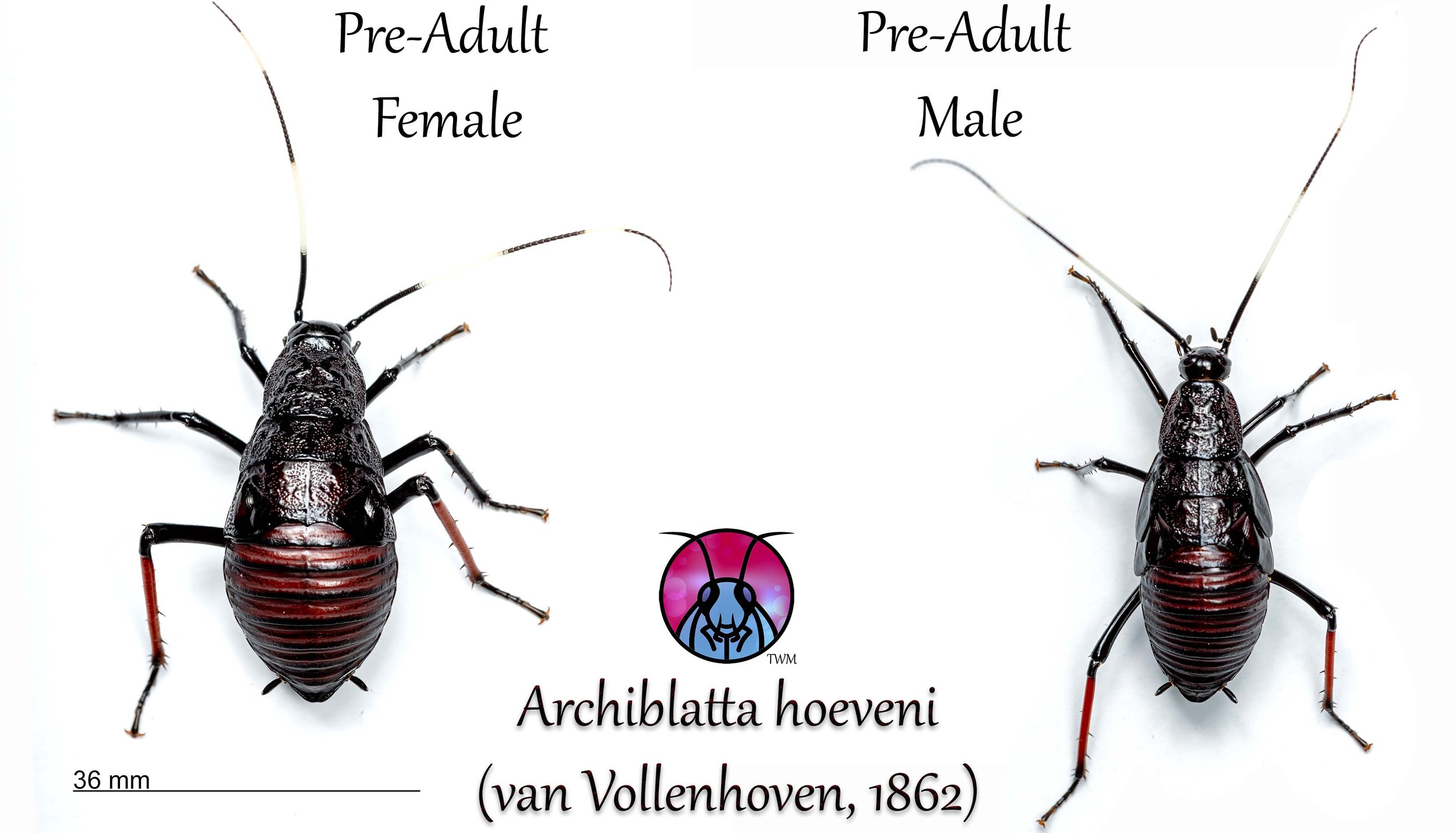The female is nymph female not pre-adult female