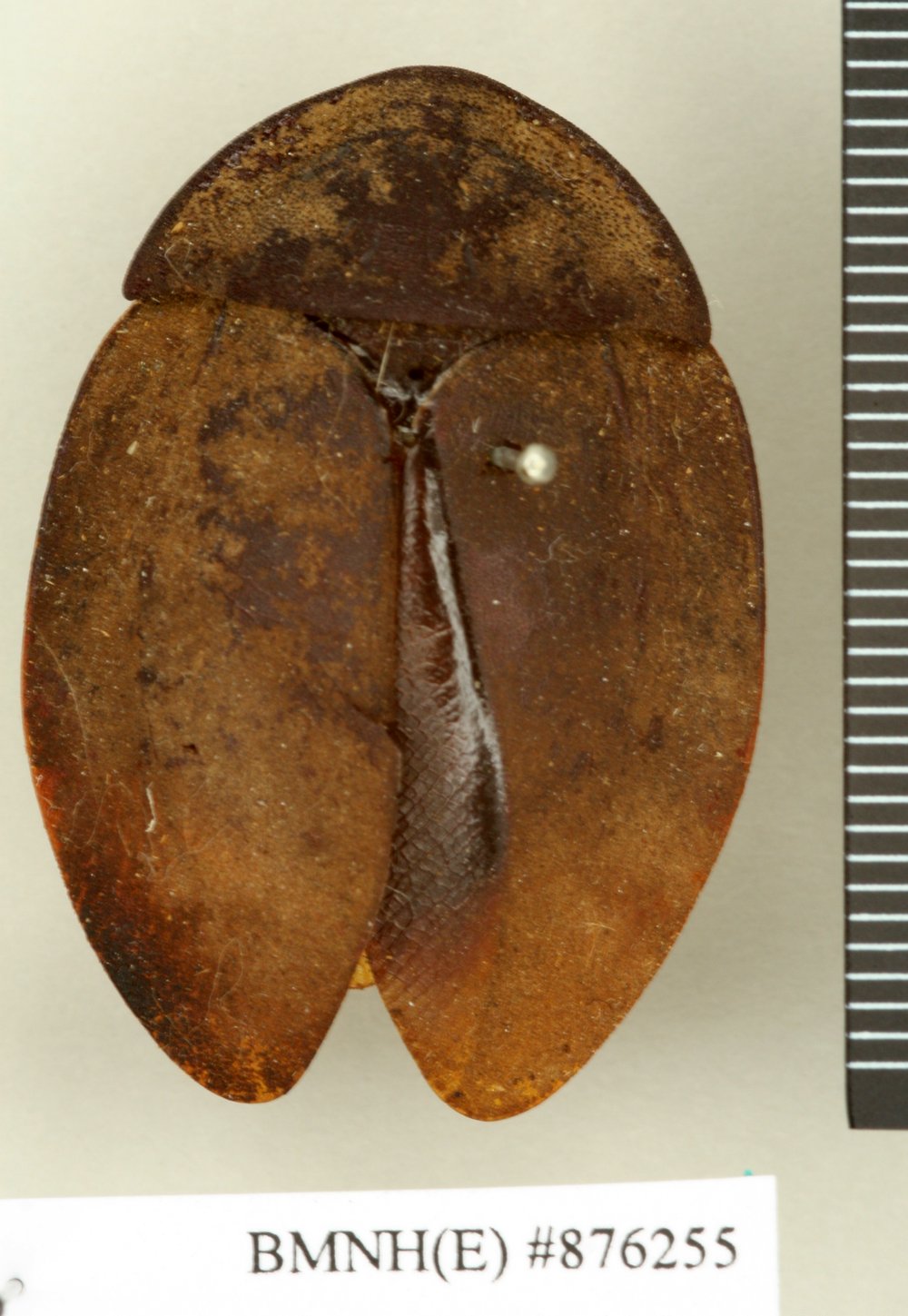 Ergaula silphoides (CSF)