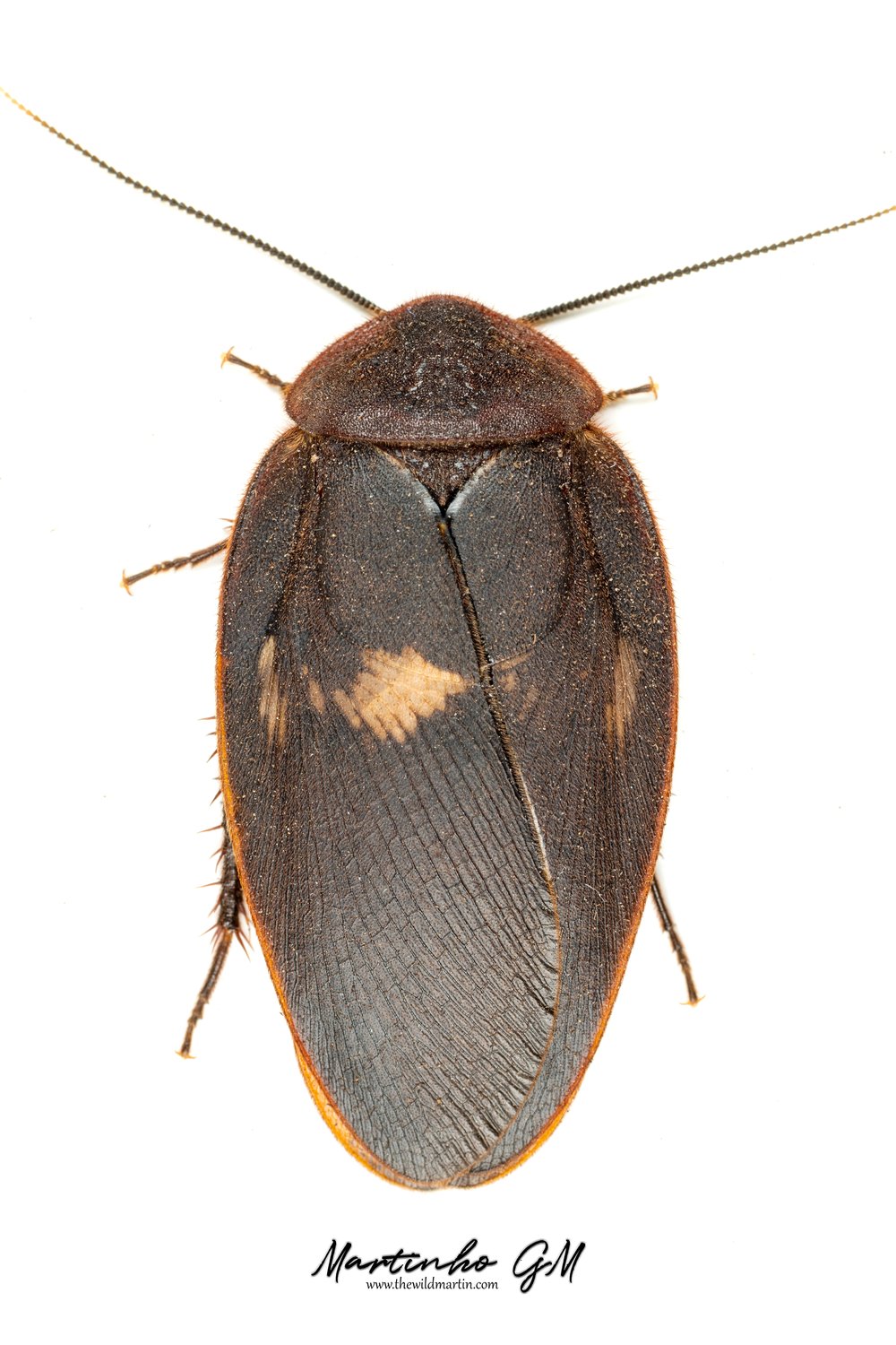 Ergaula silphoides adult male