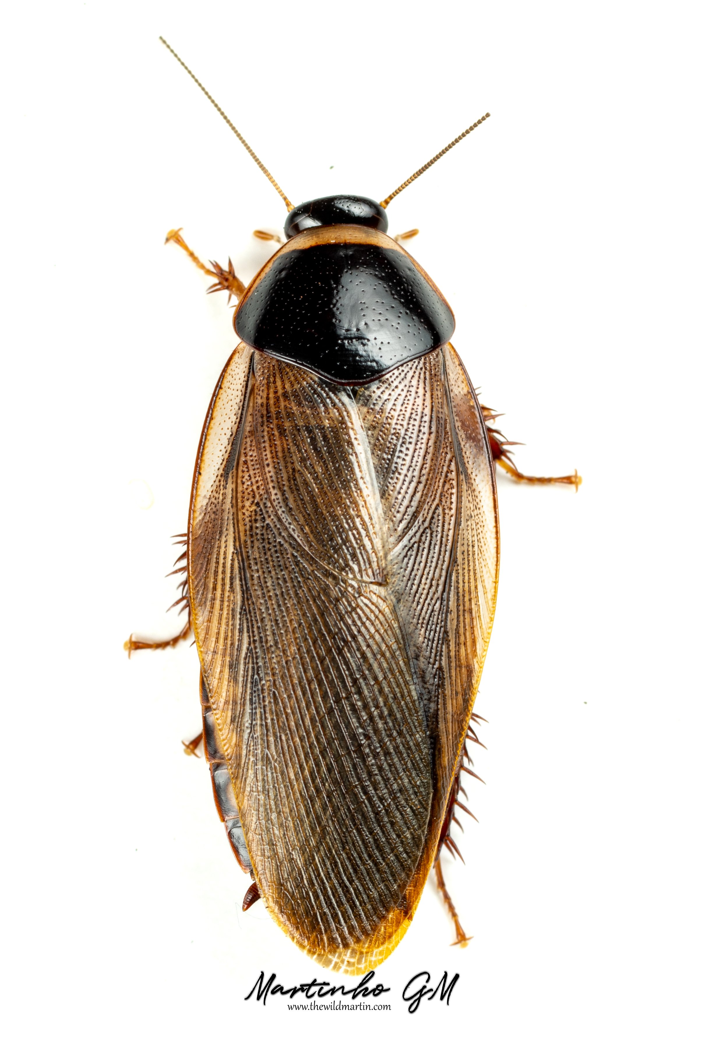 Pycnoscelus rothi adult female