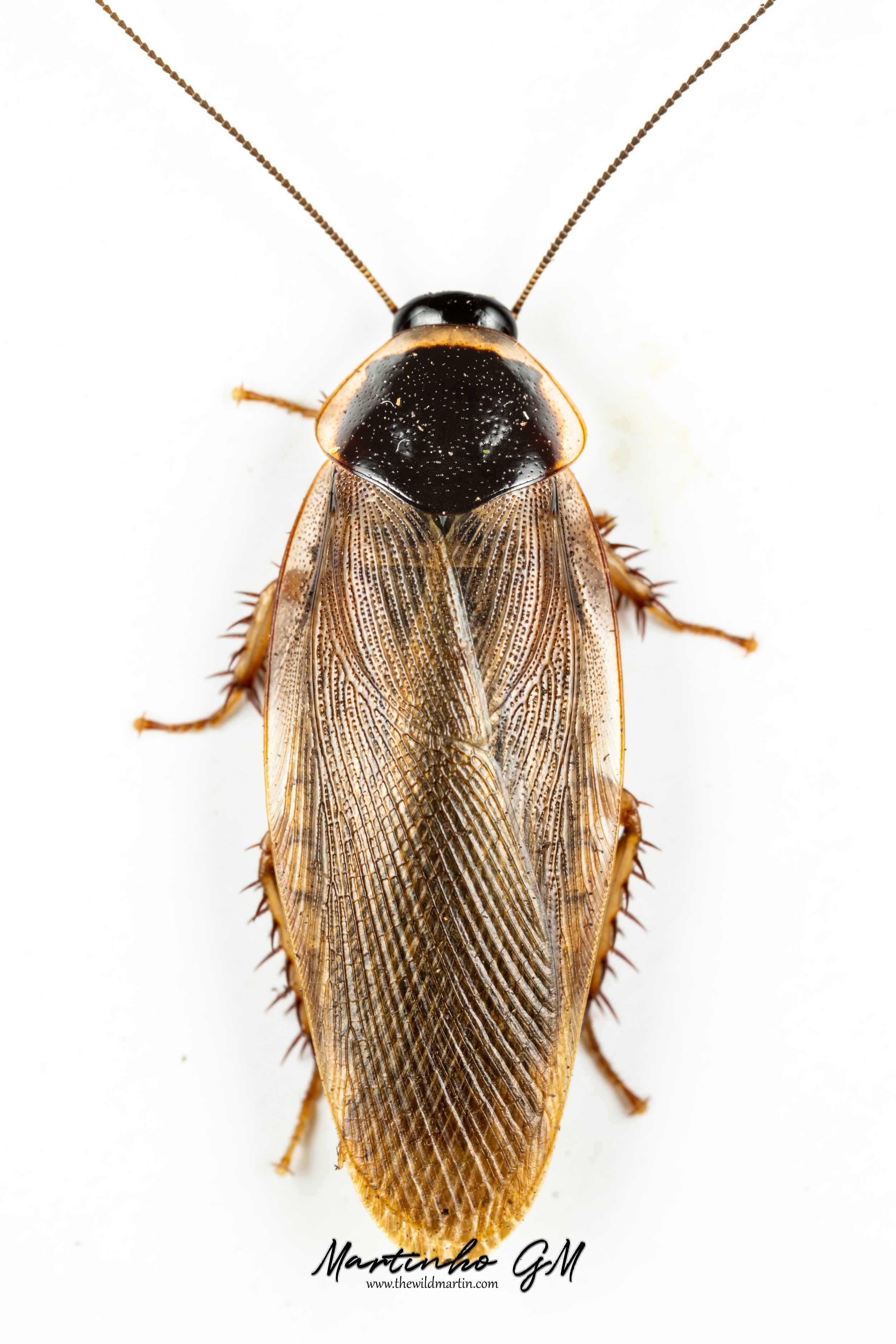 Pycnoscelus rothi adult male