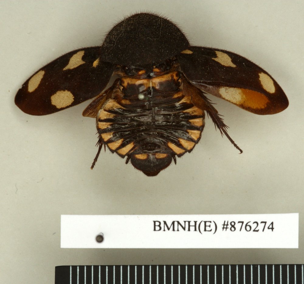 Adult Female Dorsal View with open elytra