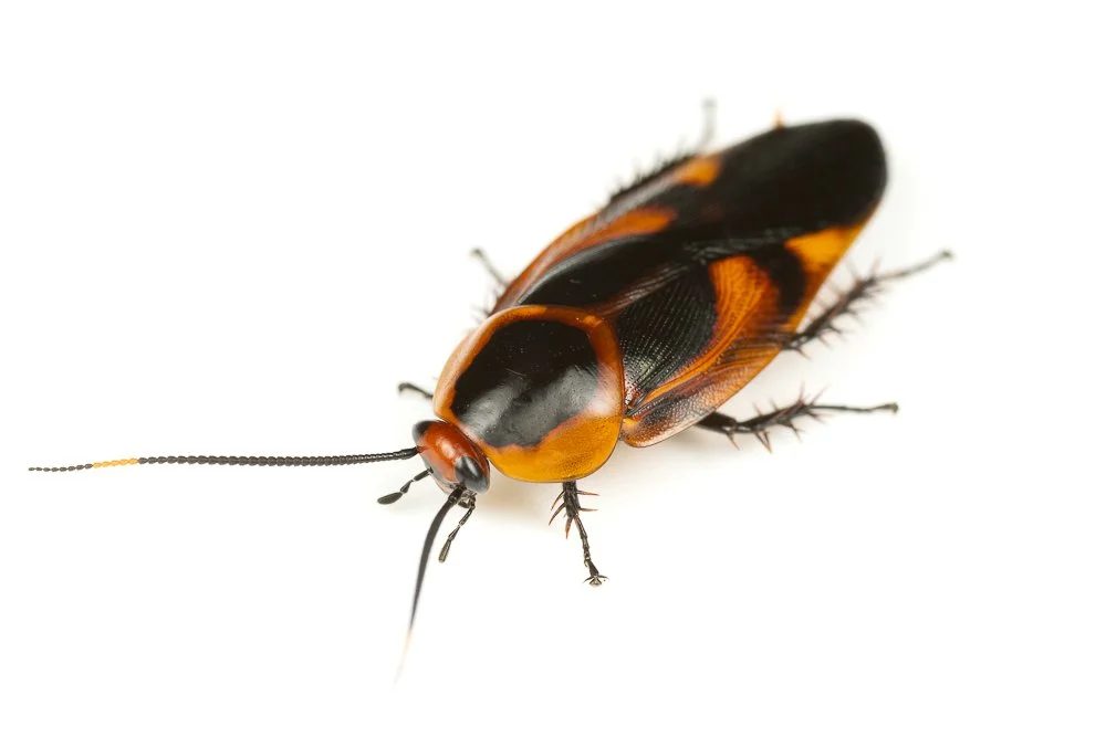 Eustegasta - Mox Roaches — The Wild Martin