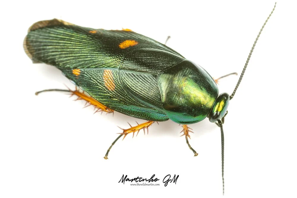 Eustegasta - Mox Roaches — The Wild Martin
