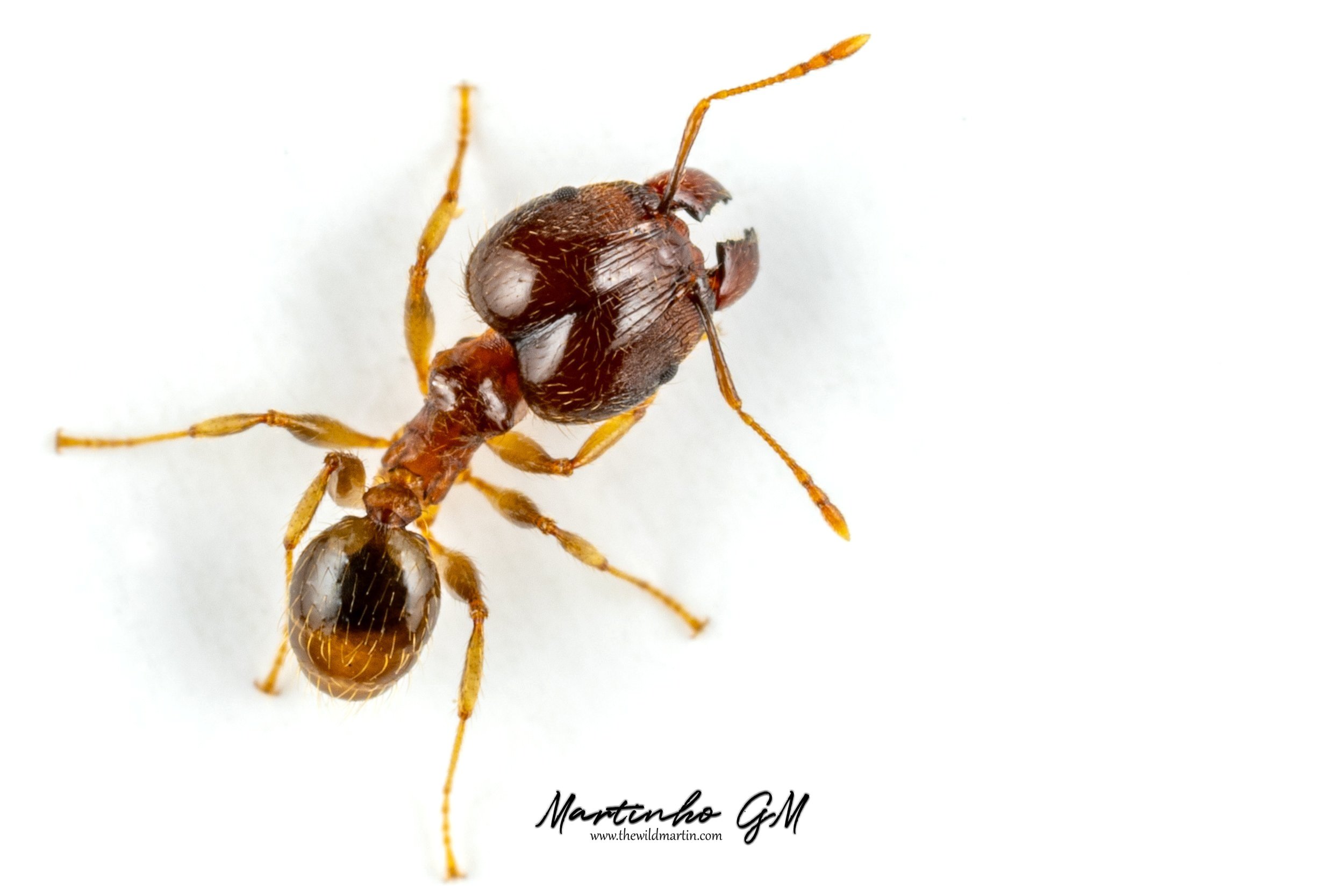 Bigheaded ant - Pheidole megacephala (Fabricius)