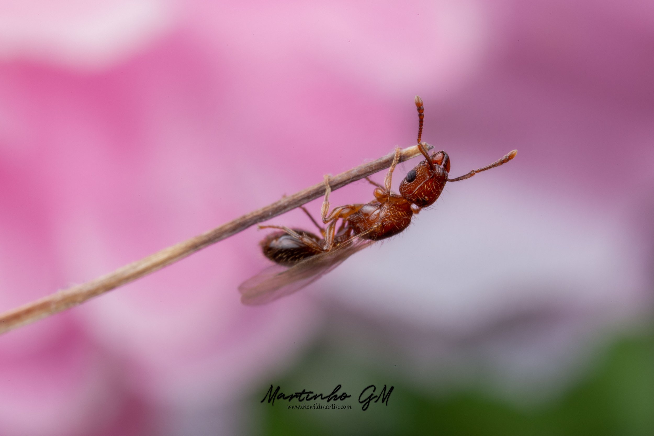 Tetramorium bicarinatum Queen alate