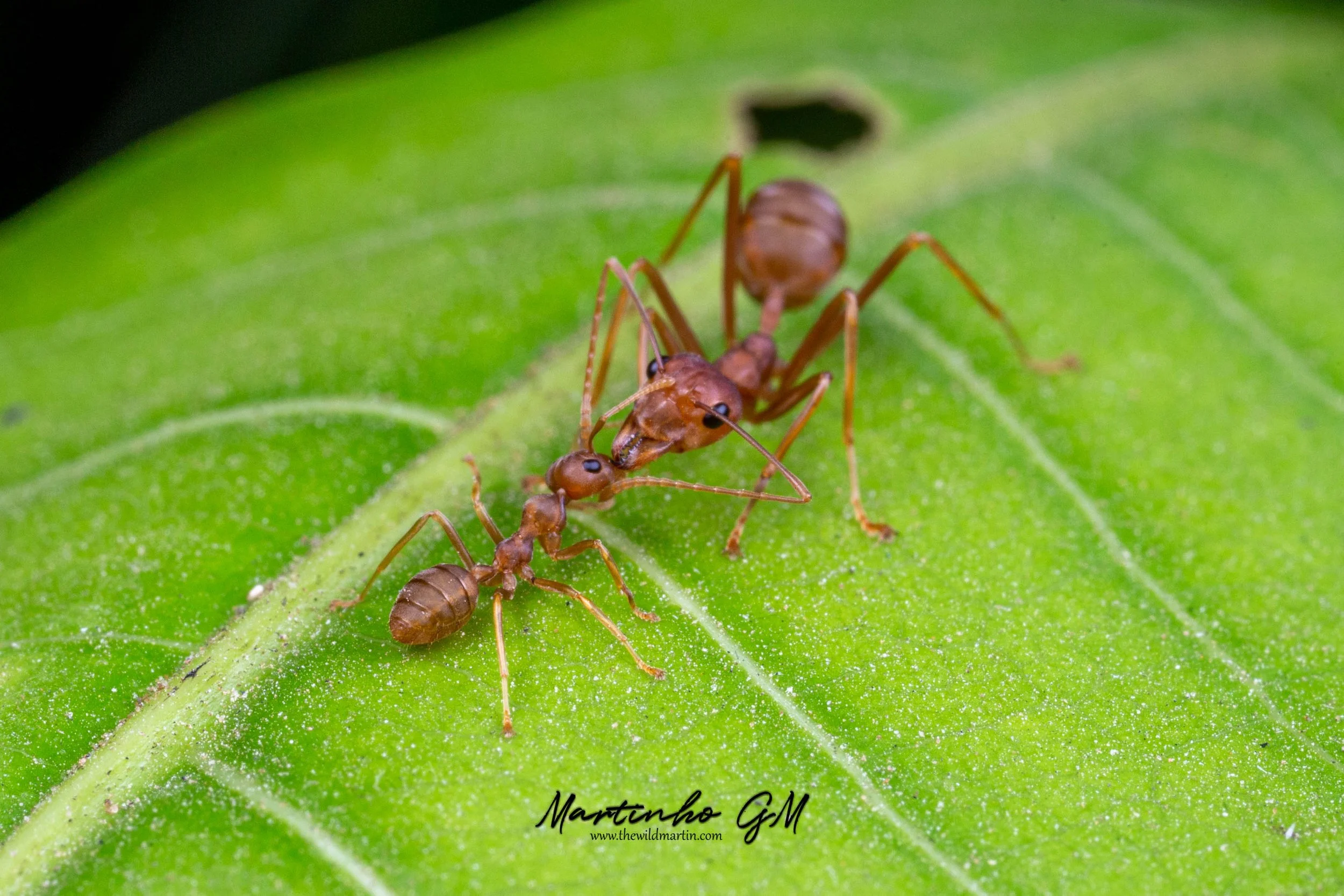 Oecophylla smaragdina, Asian Weaver Ants. Ecology and Care Guide — The ...