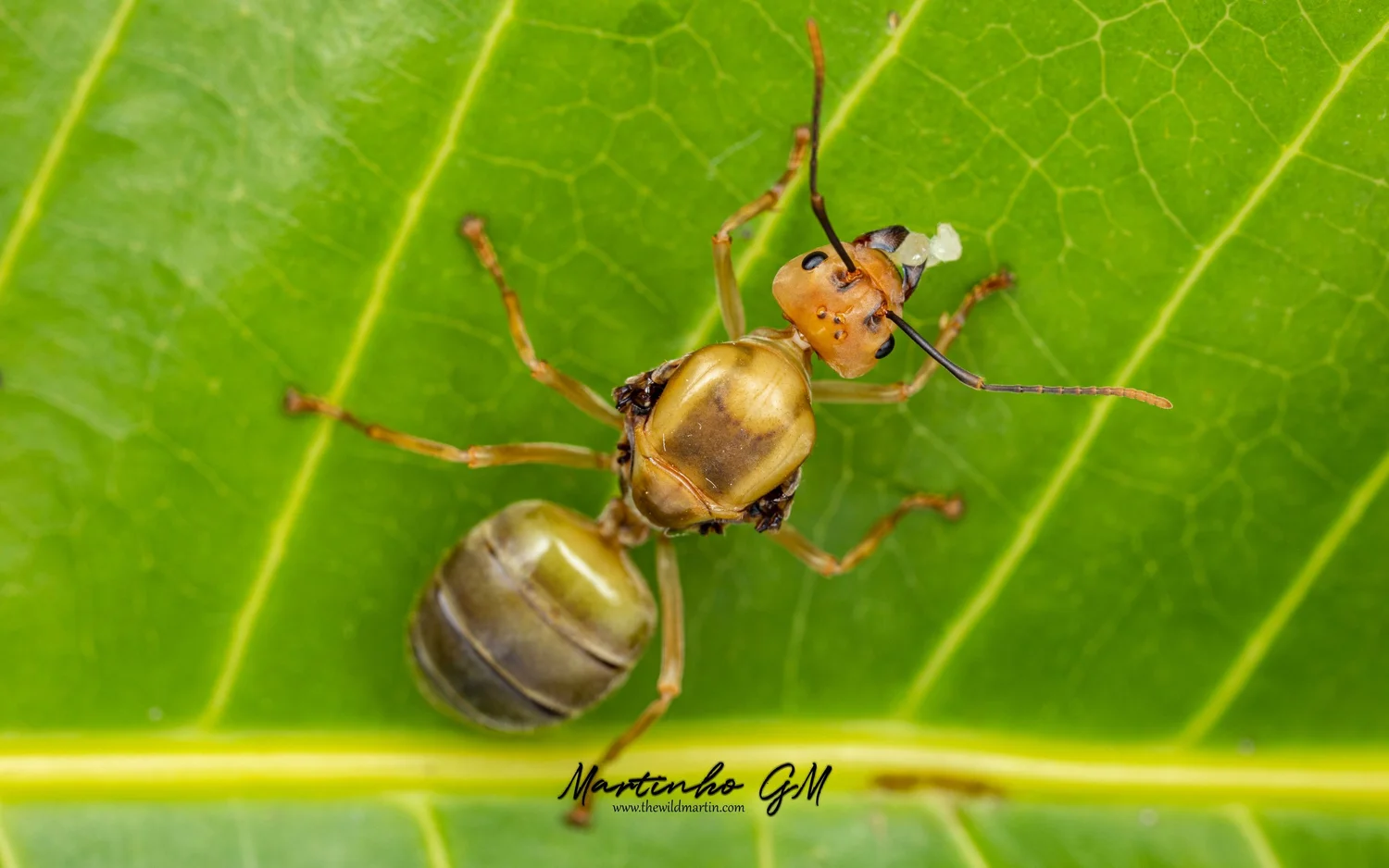Oecophylla smaragdina, Asian Weaver Ants. Ecology and Care Guide — The ...