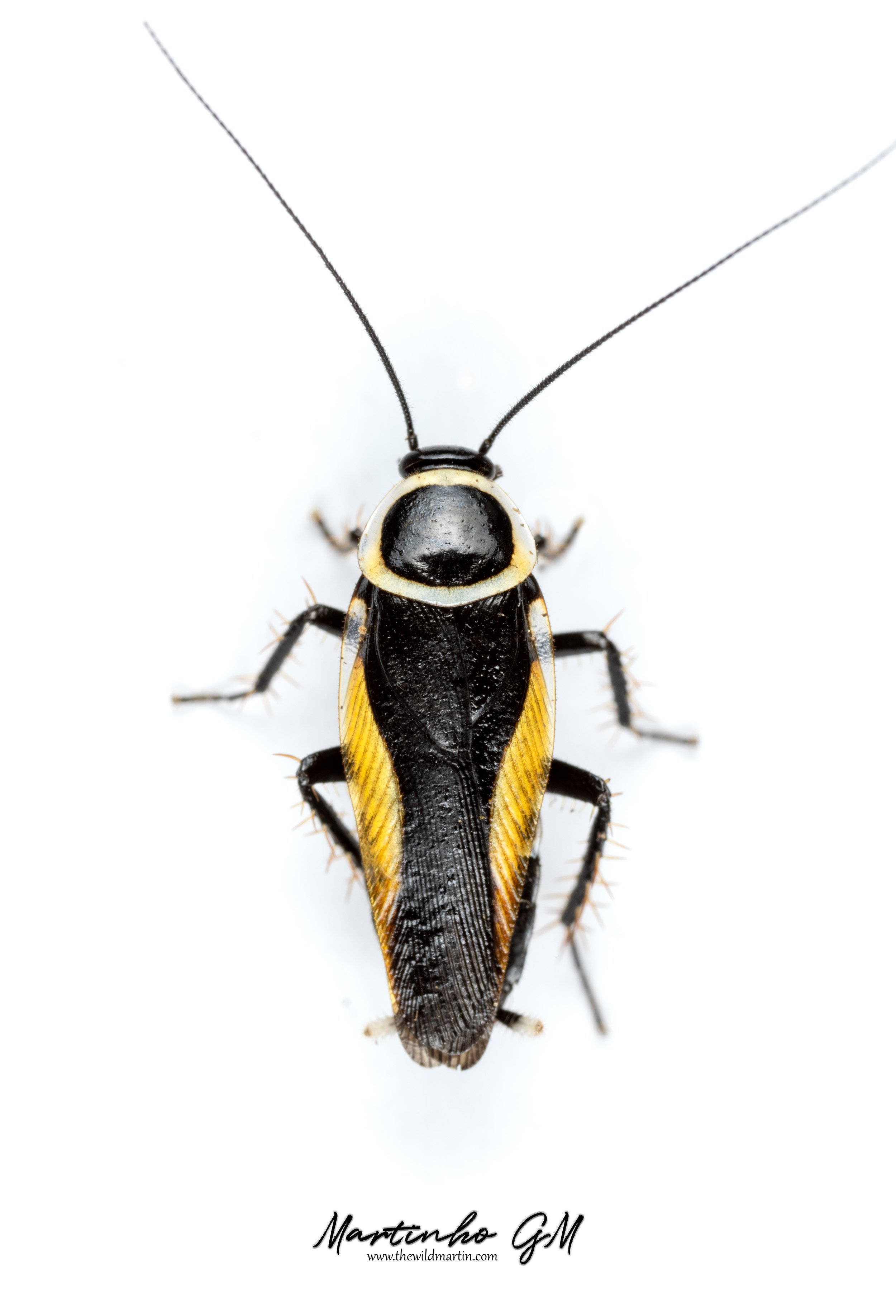 Hemithyrsocera — The Wild Martin