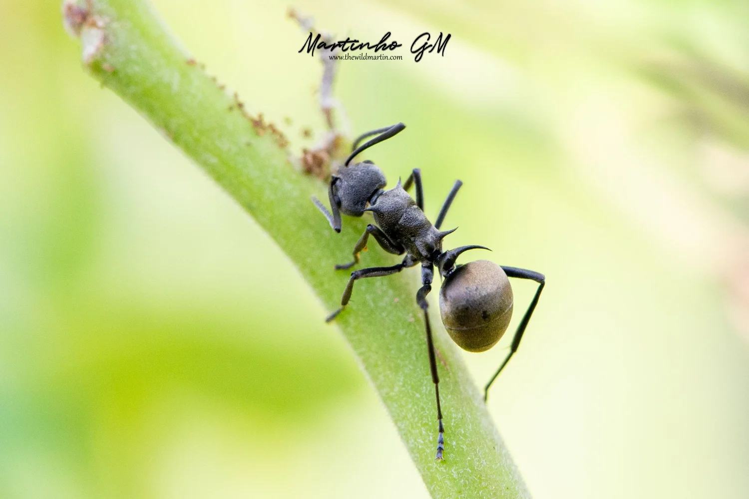 Polyrhachis — The Wild Martin