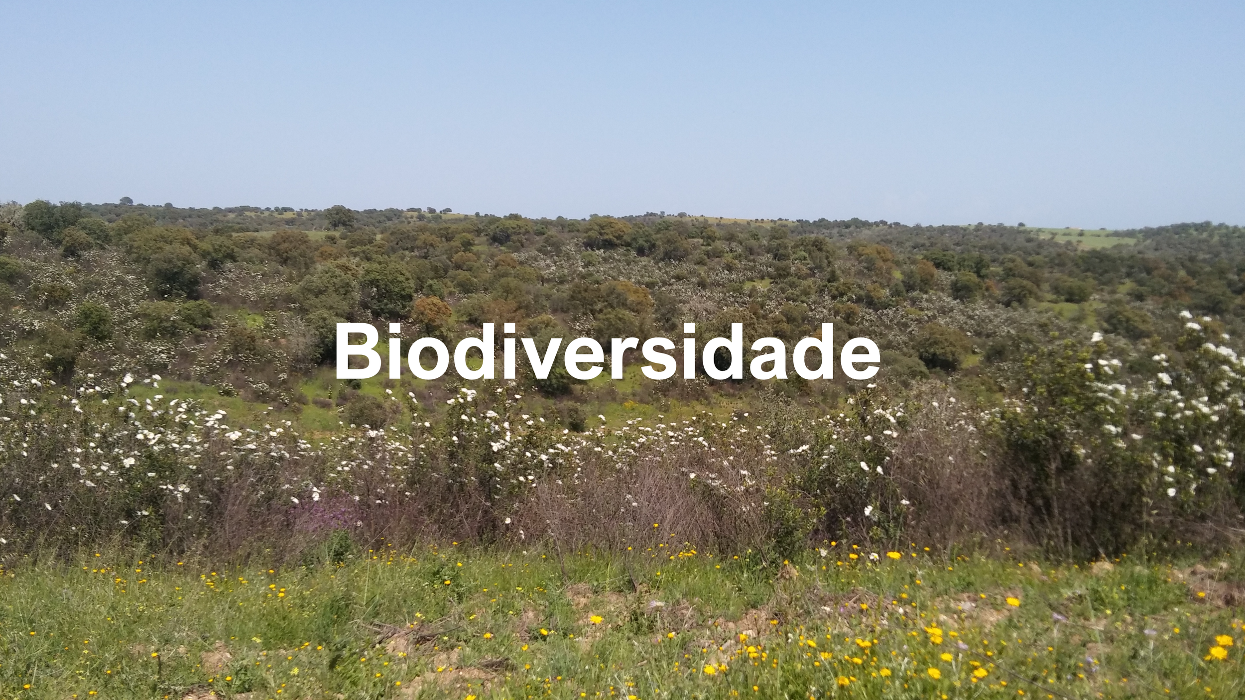 Biodiversidade NBI.png