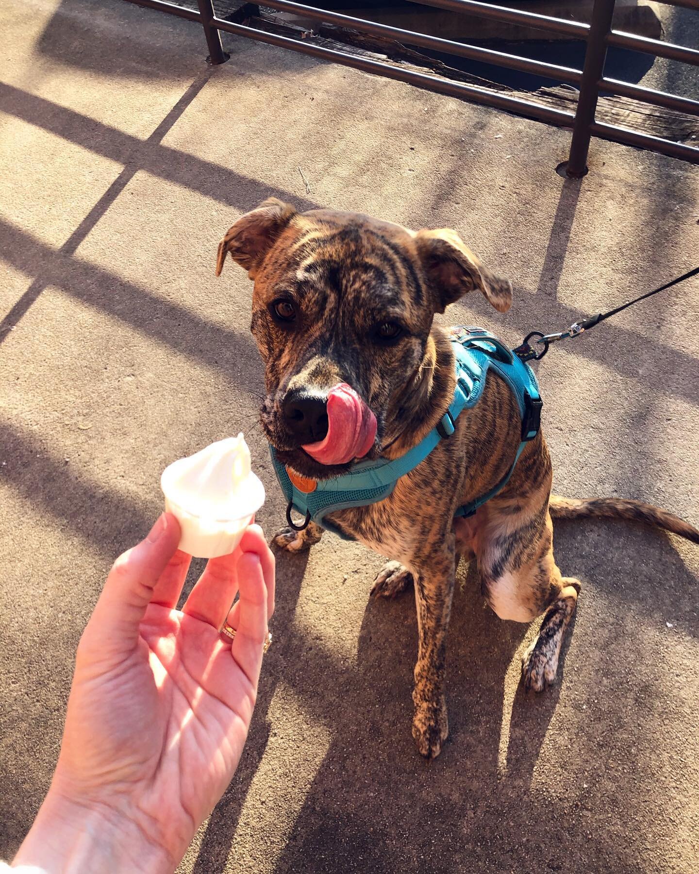 We look at soft serve the same way😋 Ask for a free Pup Cup (~1oz of vanilla soft serve) at the walk-up window when you bring your BF 🐾 Don&rsquo;t forget, you can round up at the register this month and we&rsquo;ll donate the total to @savinggracen