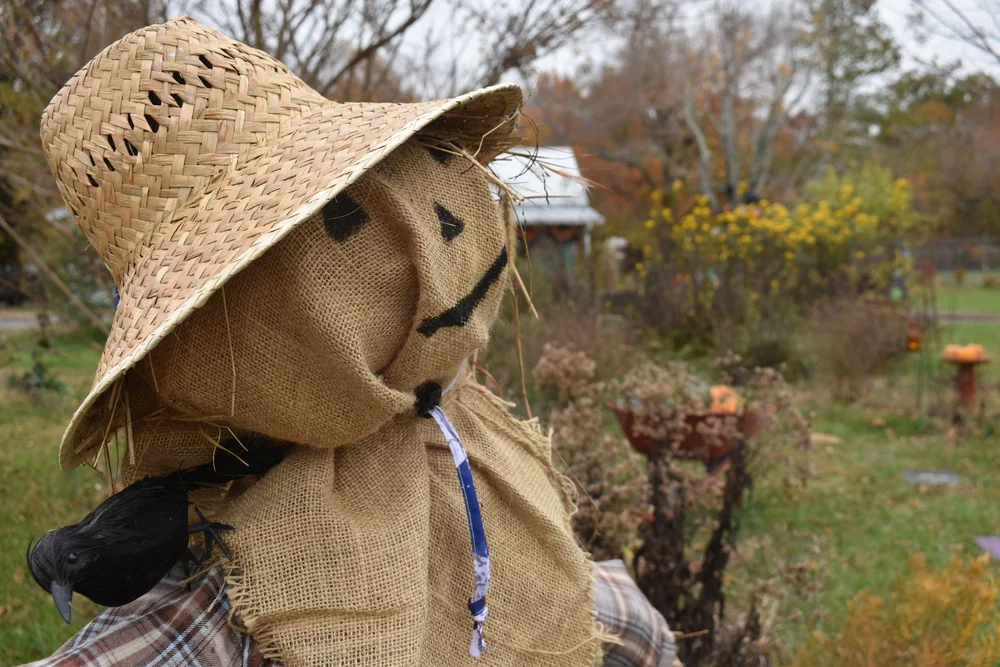  Close up of a scarecrow with a burlap face and straw hat 