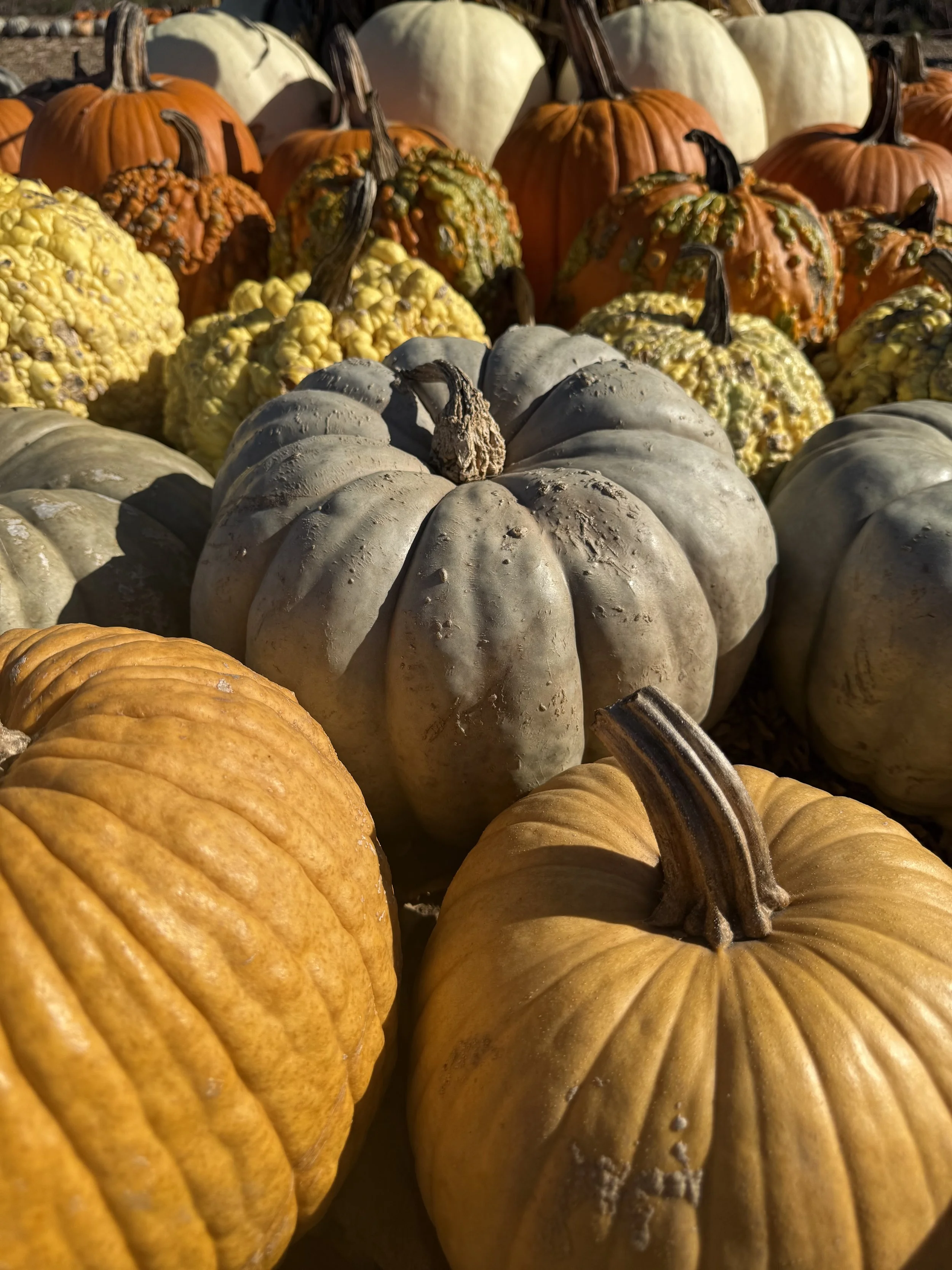 Pumpkins