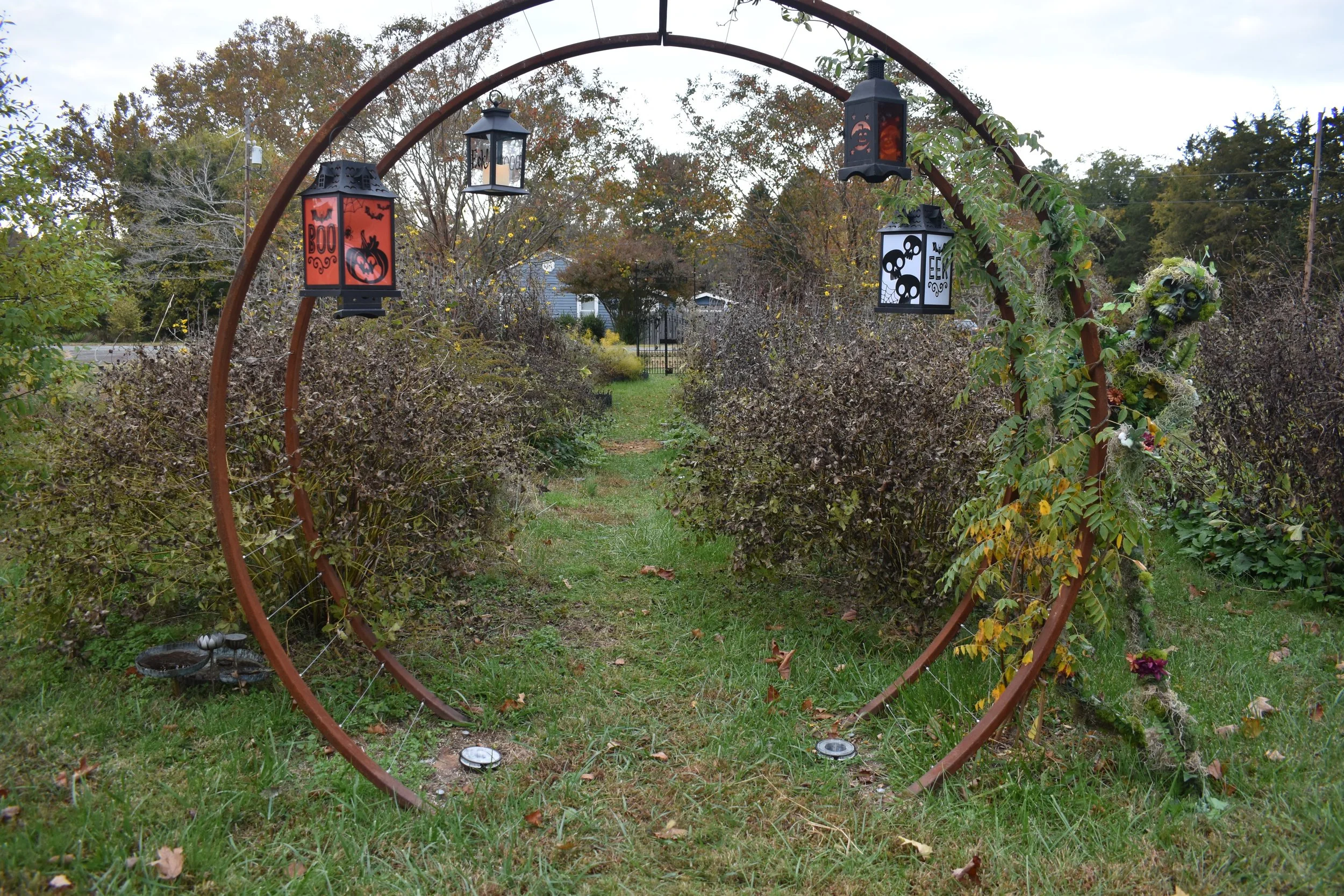 metal garden arch with halloween themed lanterns hanging and a skeleton covered in moss against it