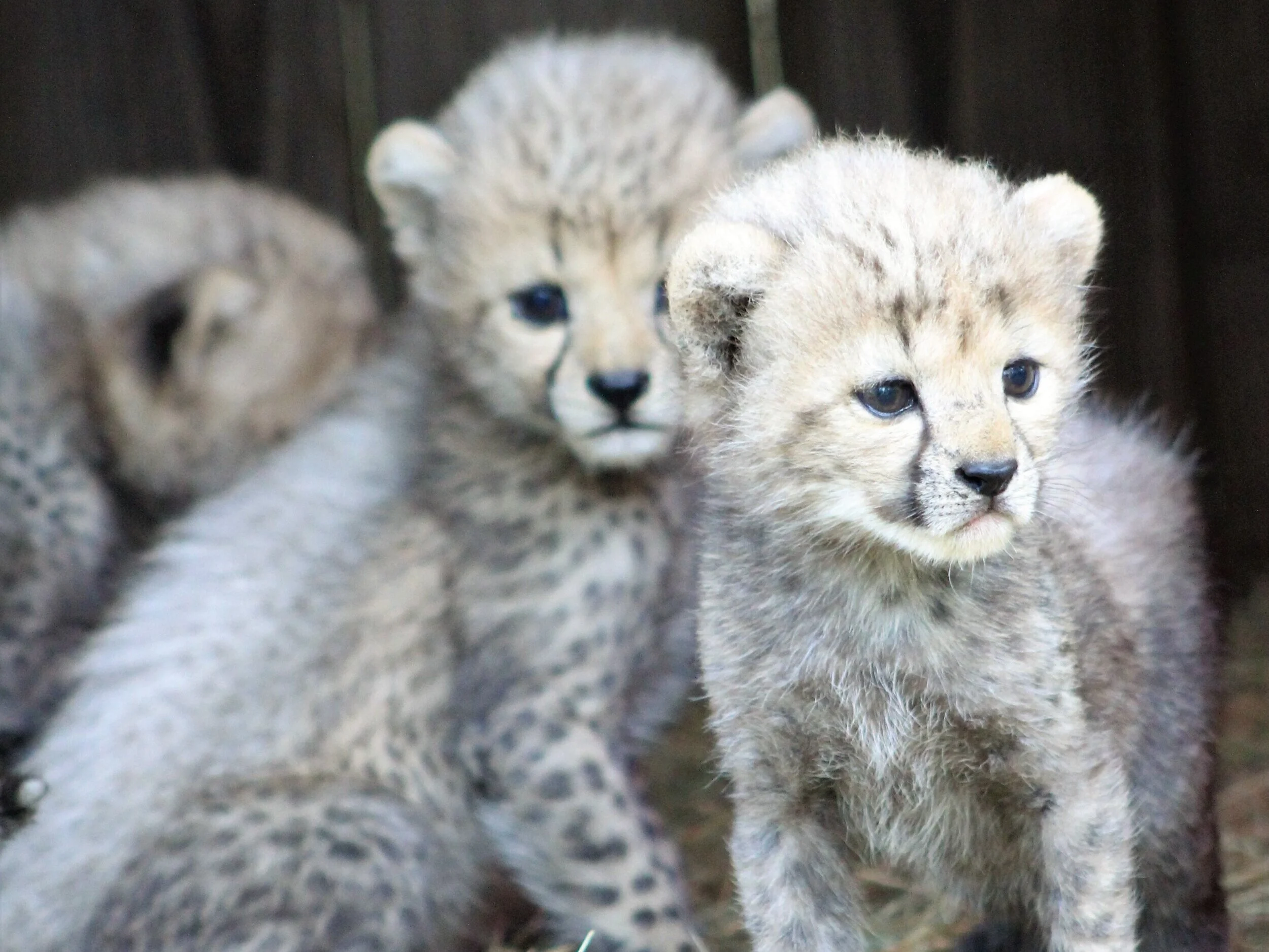 Cheetah Cubs