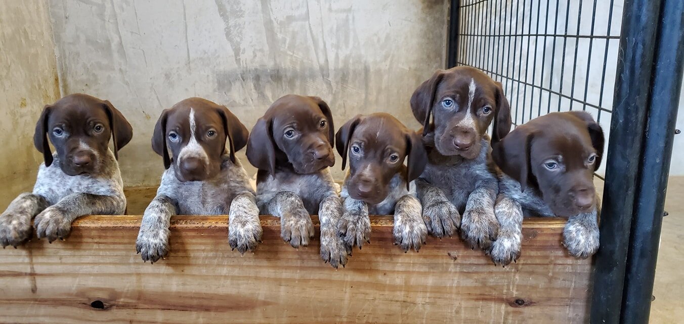 Puppies for Sale (Copy) — Dog Pond Kennels