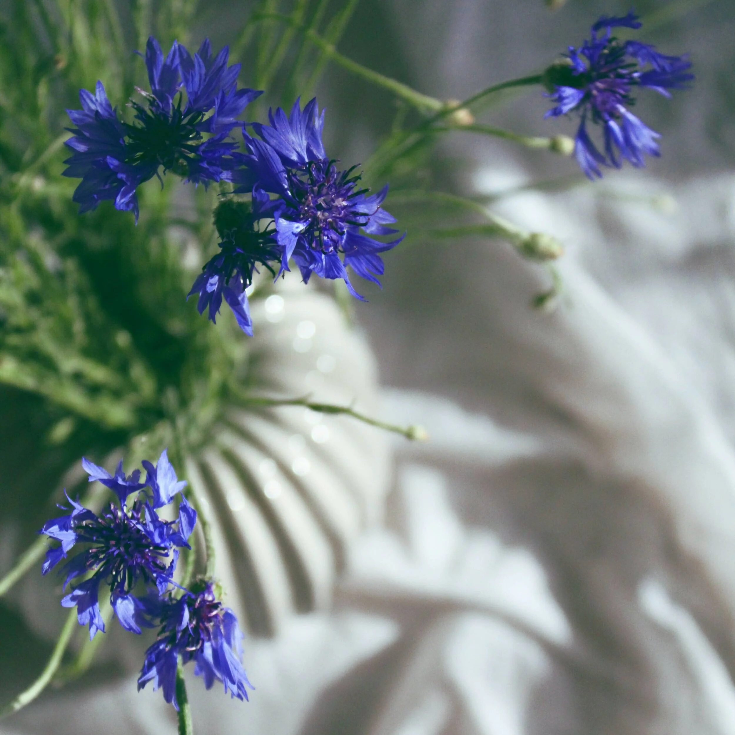 Bleuets