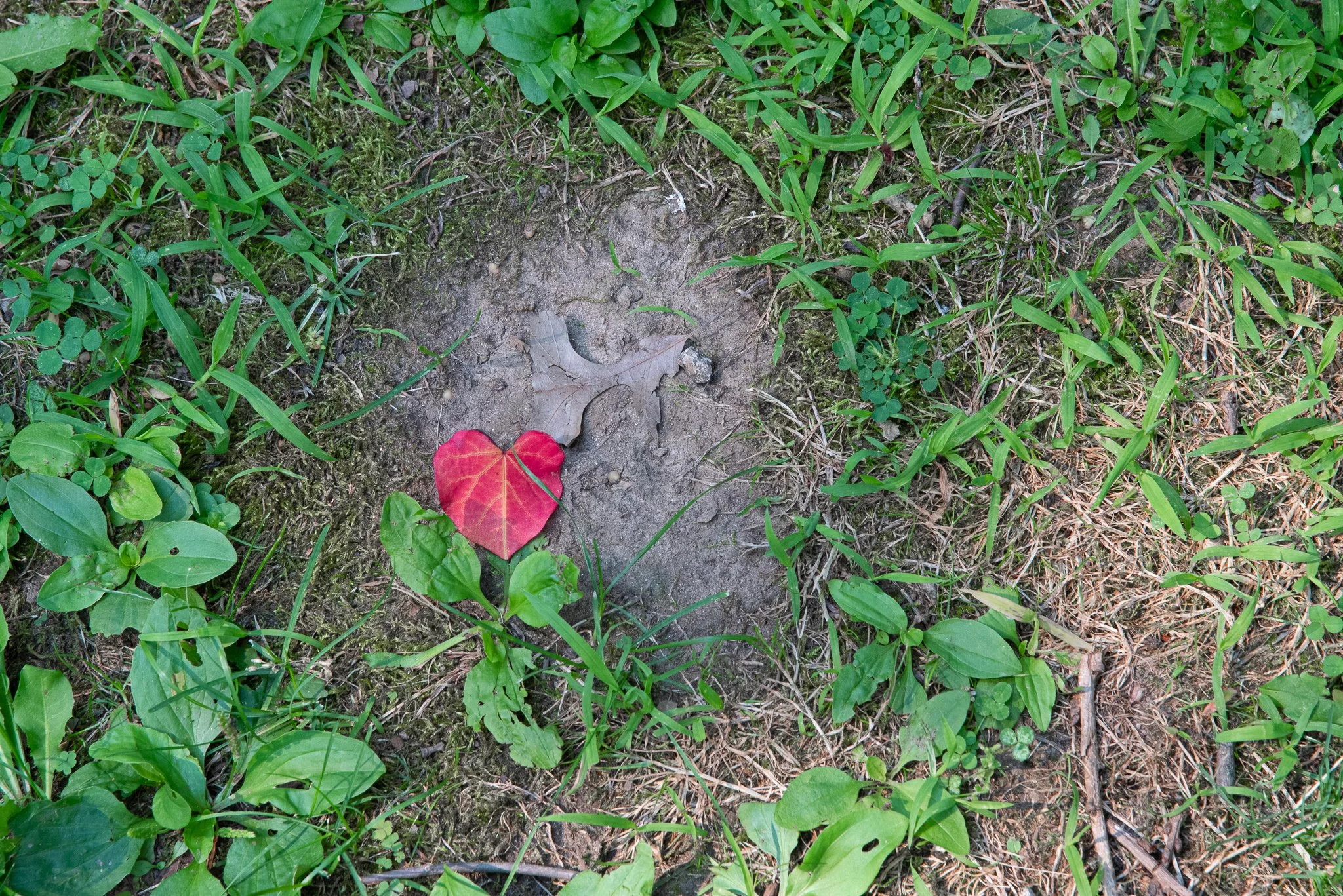 DSC_4905 (8).jpg