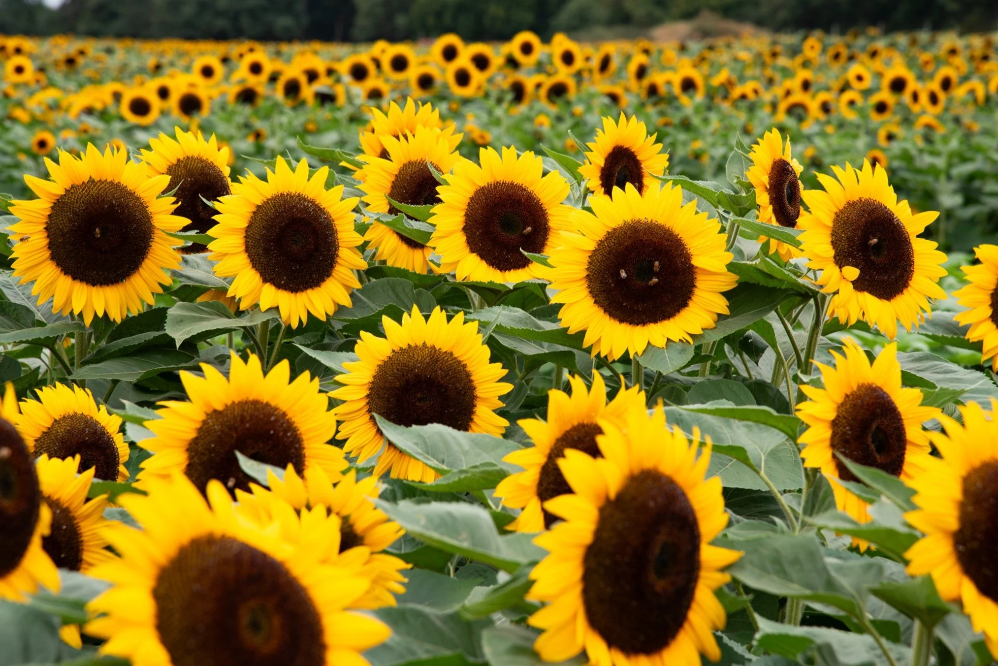 Sun Storm in New Jersey