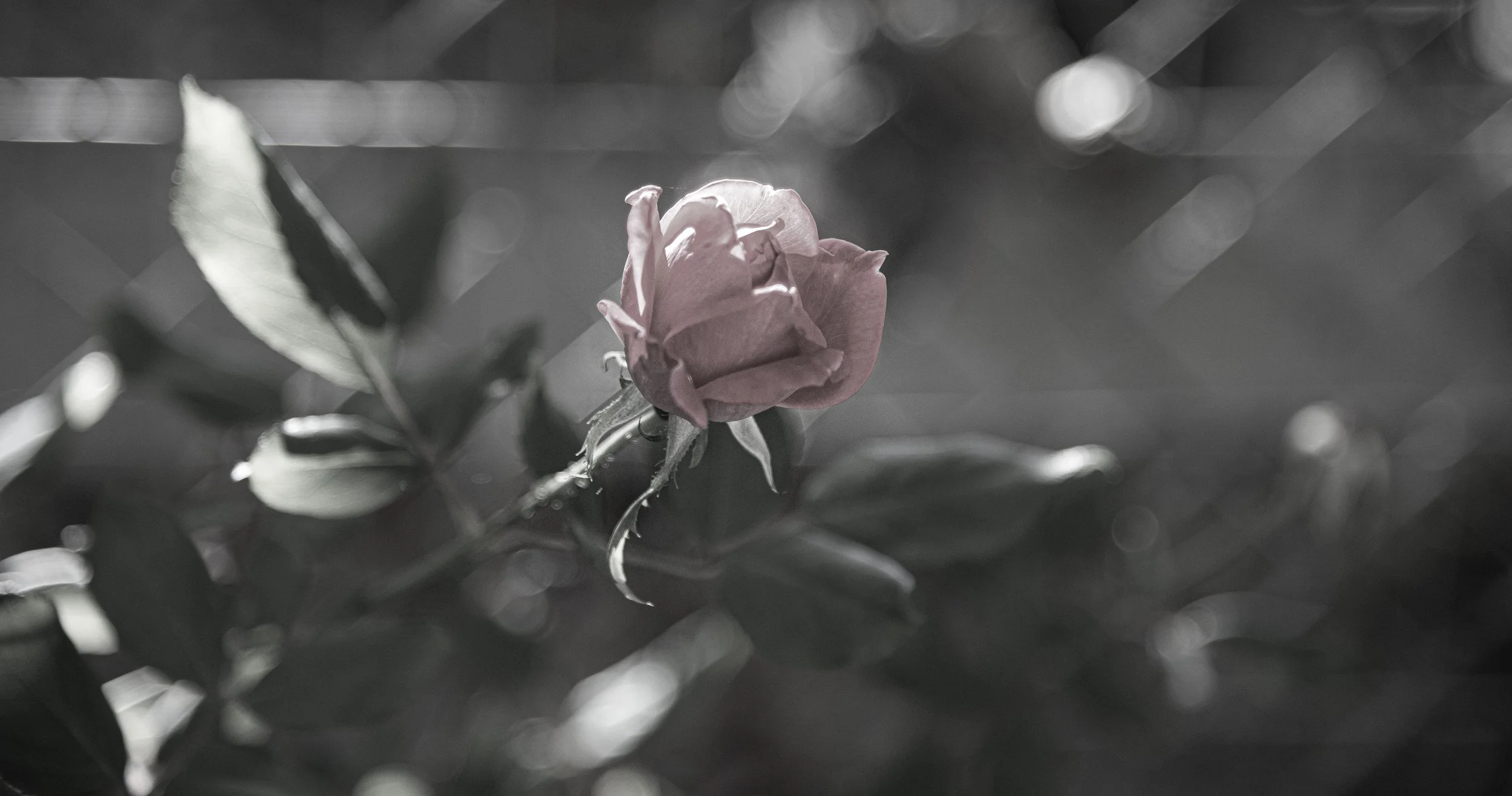 DSC_7774 (2).jpg