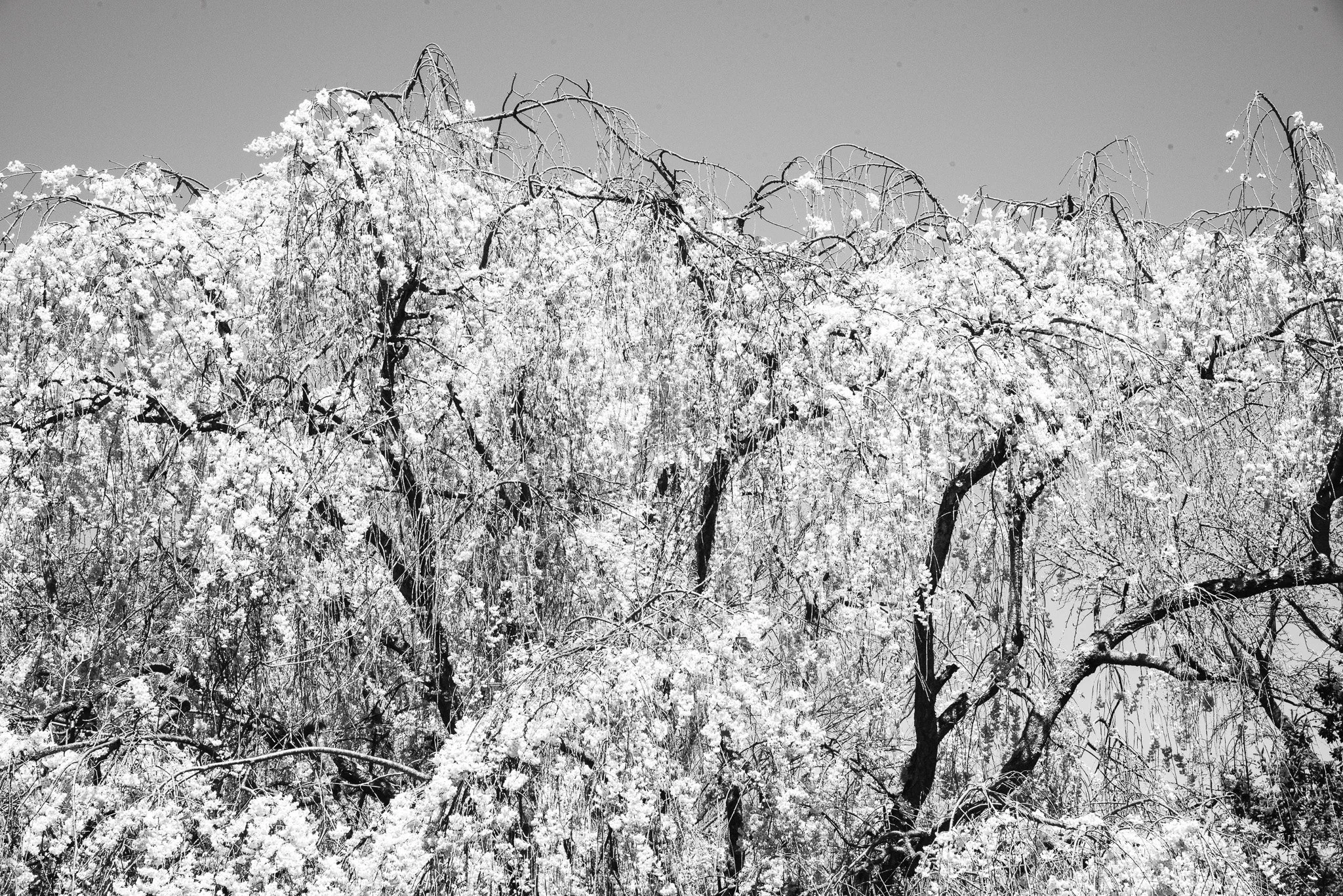 DSC_0658.jpg