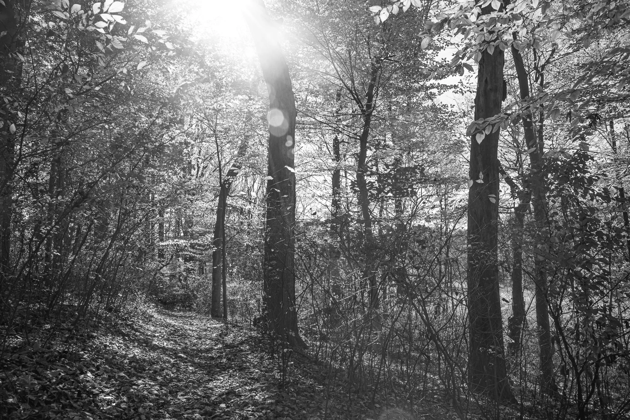 DSC_3092.jpg