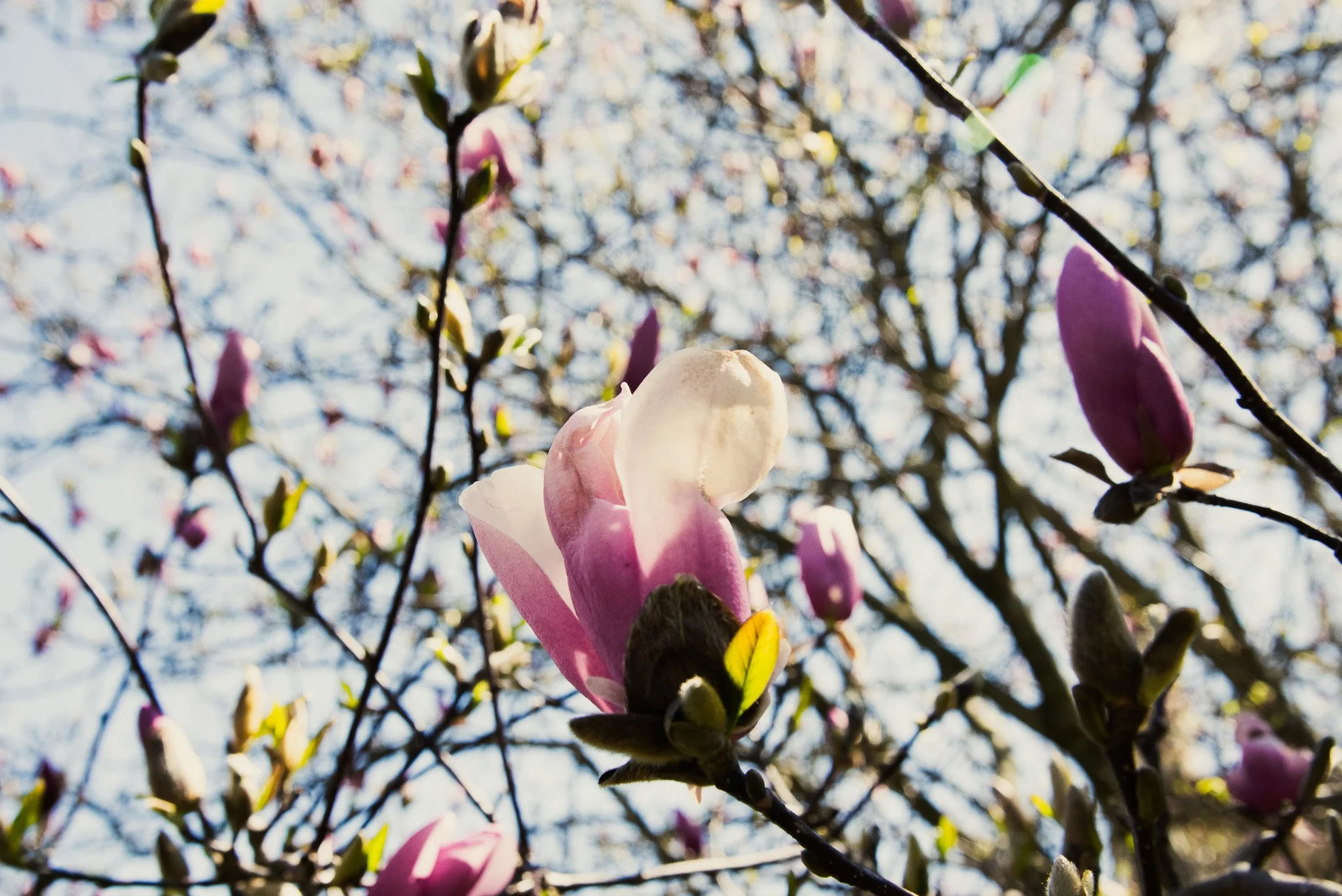 DSC_0645.jpg