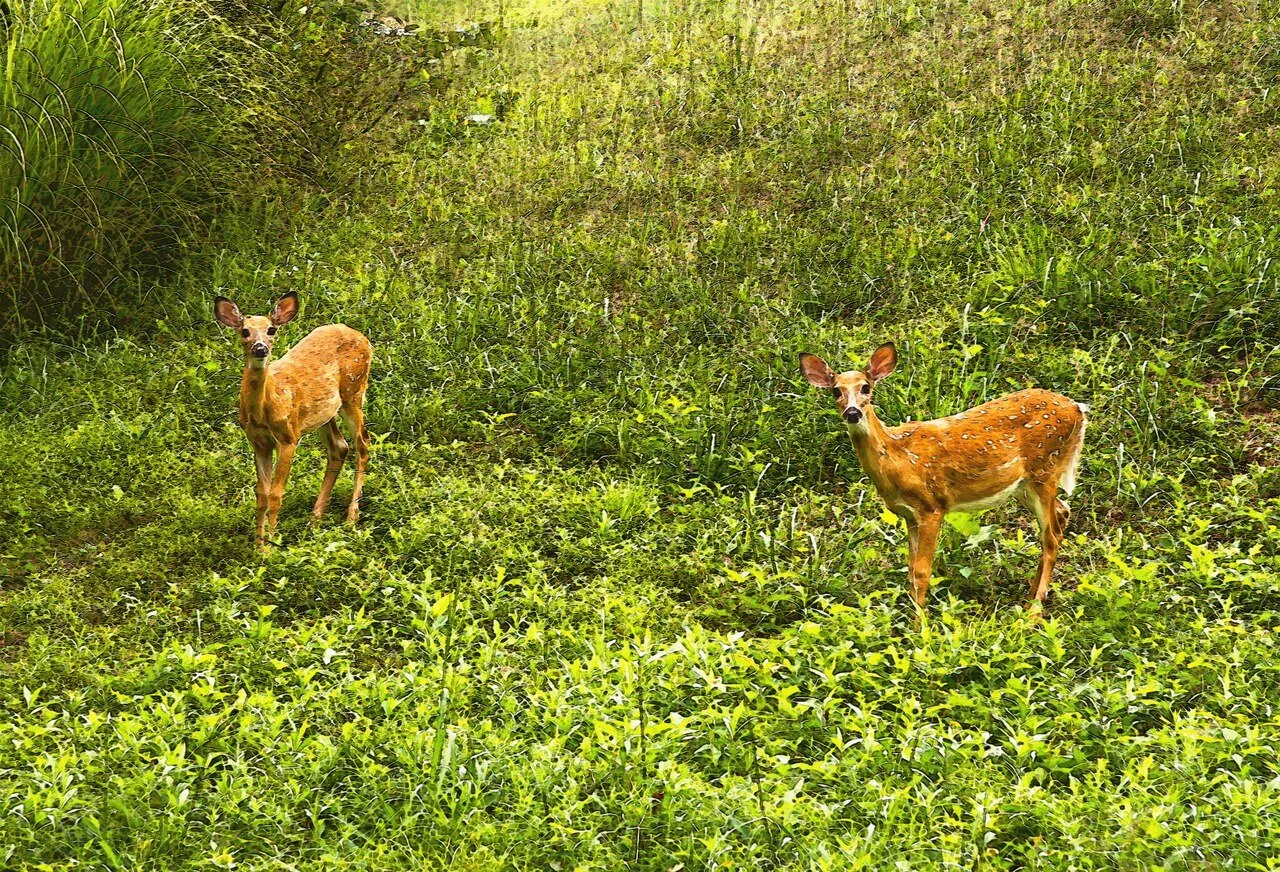 821255A2-ADEF-40F4-8BC1-C95FFB658676 (2).JPEG