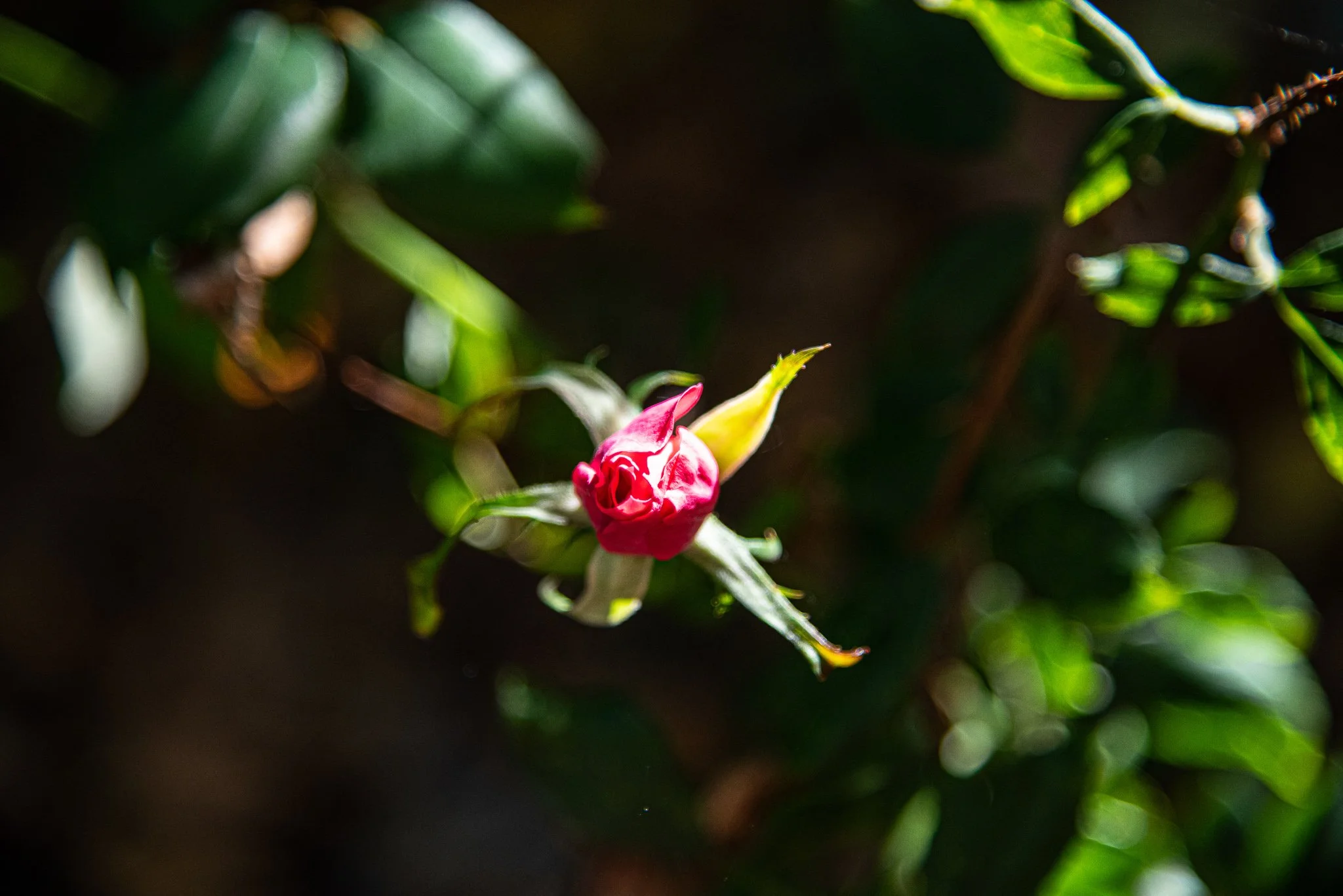 DSC_7782-3.jpg