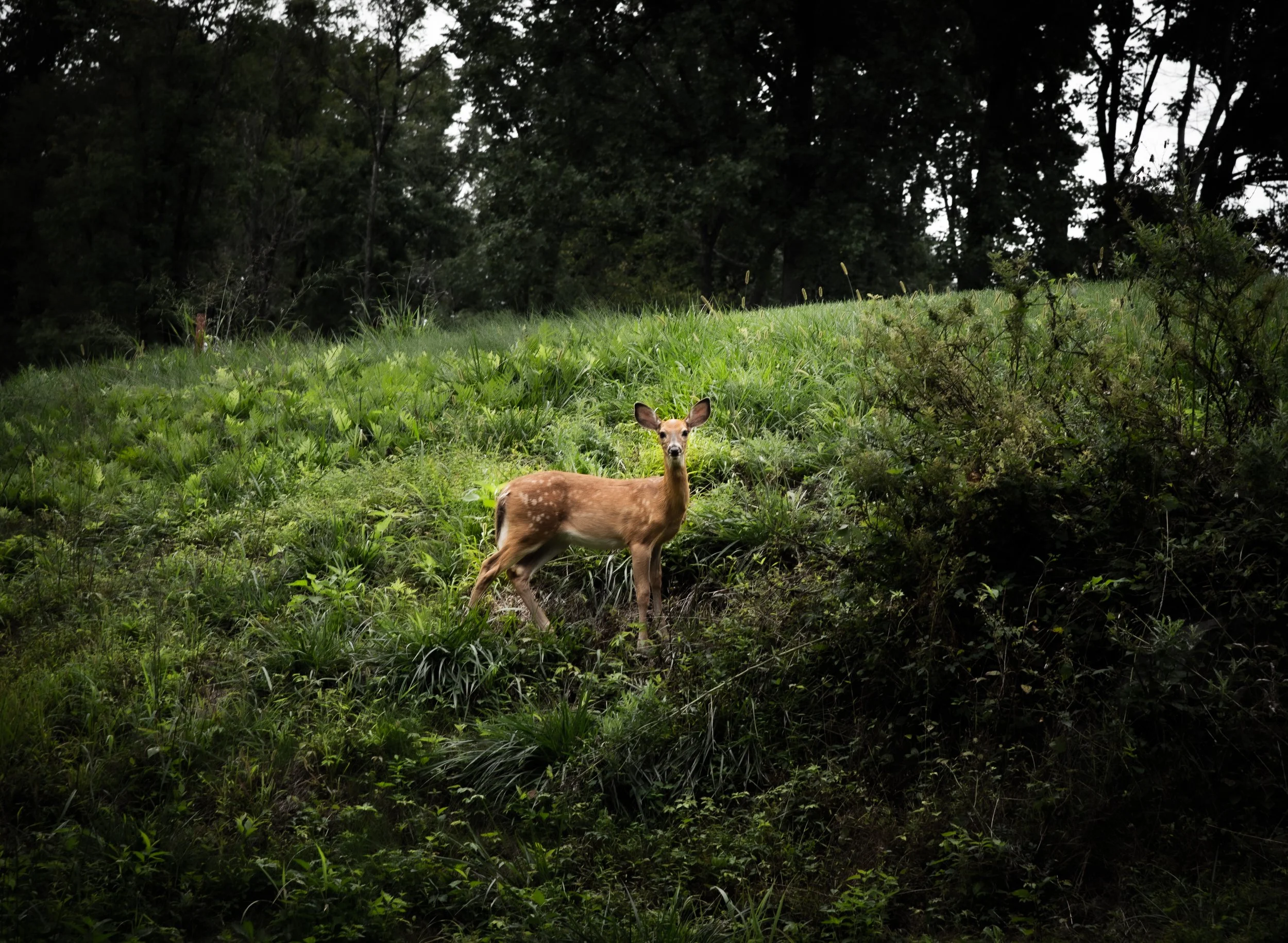 DSC_6811.jpg