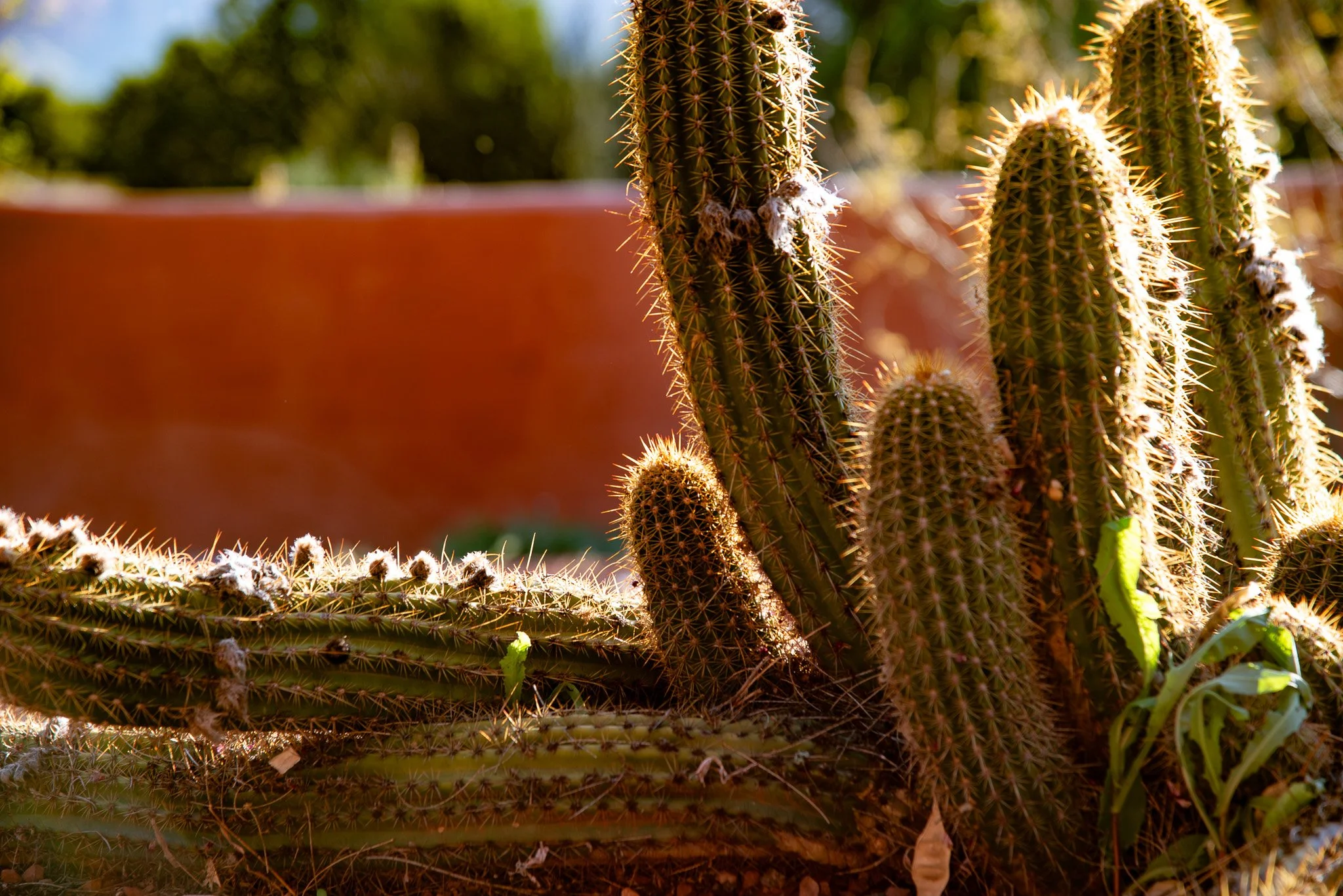 DSC_1647.jpg